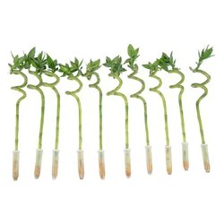 Costa Farms Specialty Lucky Bamboo House plant in 40 Centimeter(s) Pot 1 -Pack