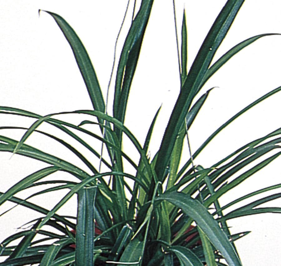 slide 1 of 1, Lowe's Spider Plant, 1 ct