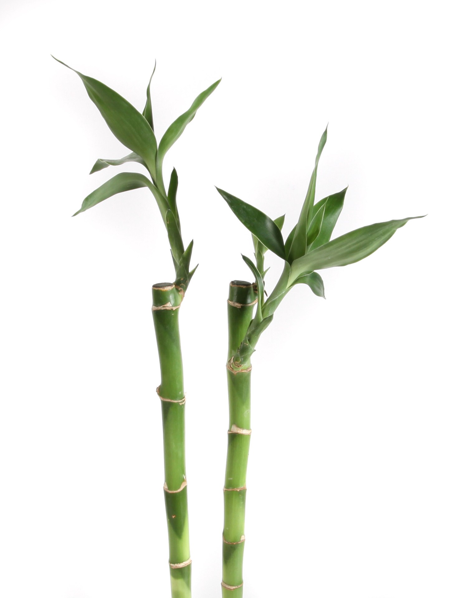 slide 2 of 6, Costa Farms Specialty Lucky Bamboo House plant in 40 Centimeter(s) Pot 1 -Pack, 1 ct