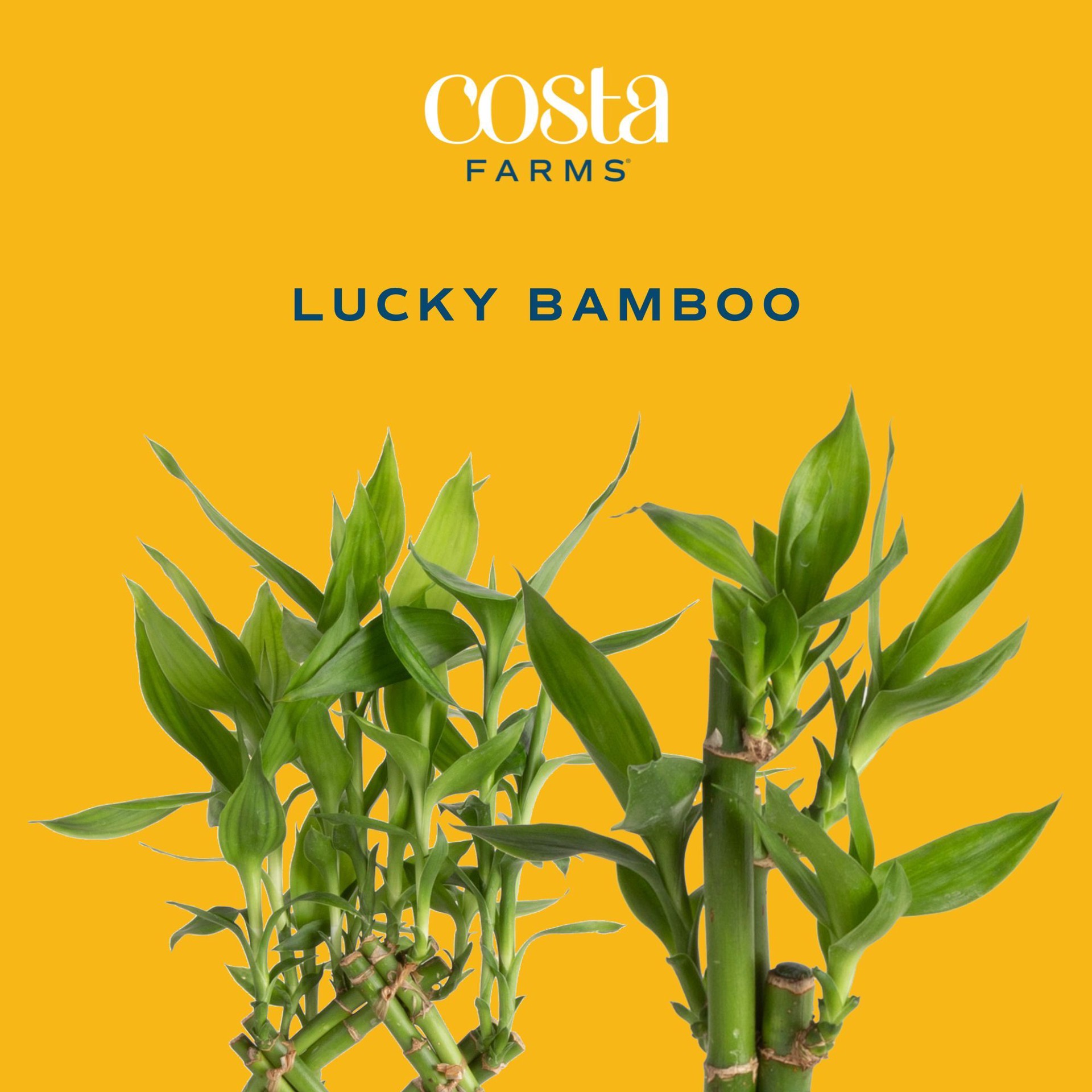 slide 3 of 6, Costa Farms Specialty Lucky Bamboo House plant in 40 Centimeter(s) Pot 1 -Pack, 1 ct