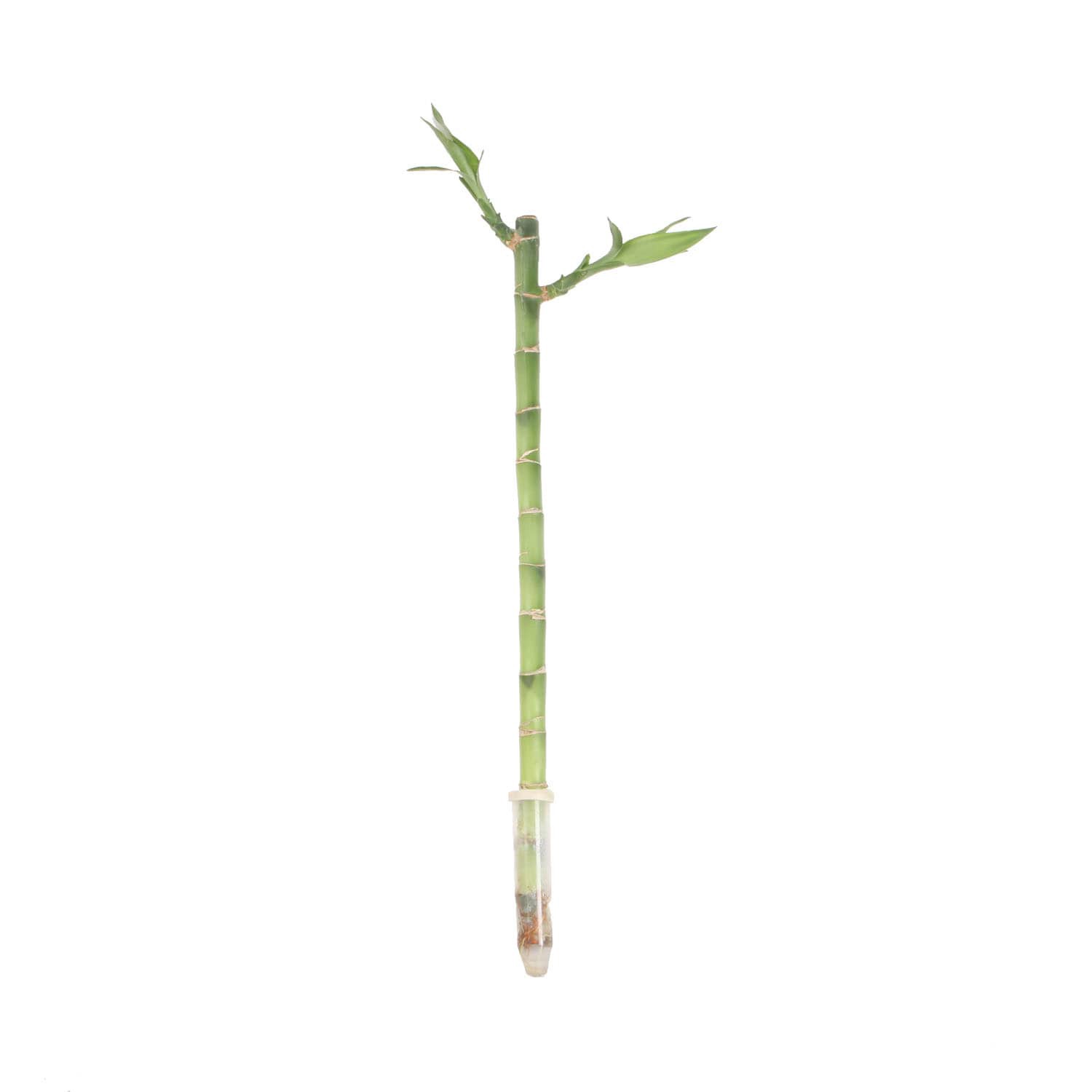 slide 1 of 6, Costa Farms Specialty Lucky Bamboo House plant in 40 Centimeter(s) Pot 1 -Pack, 1 ct