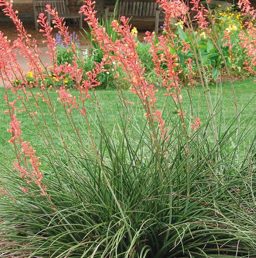 slide 1 of 1, Lowe's Red Yucca Feature Shrub in In pot (with soil) with Red Blooms, 1 ct