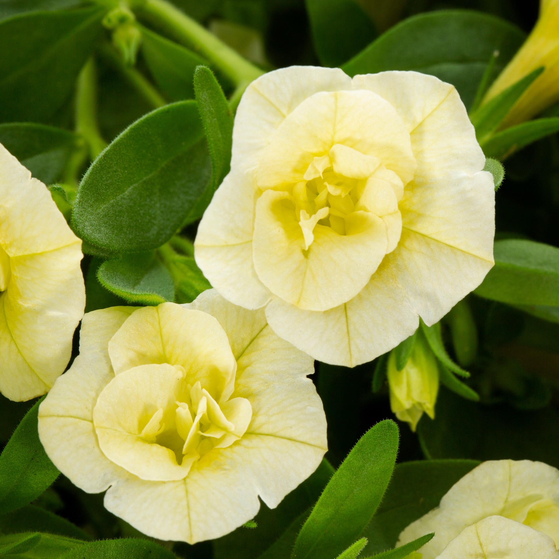 slide 2 of 3, Lowe's Multicolor Calibrachoa in 1.5-Gallon Hanging Basket, 1 ct