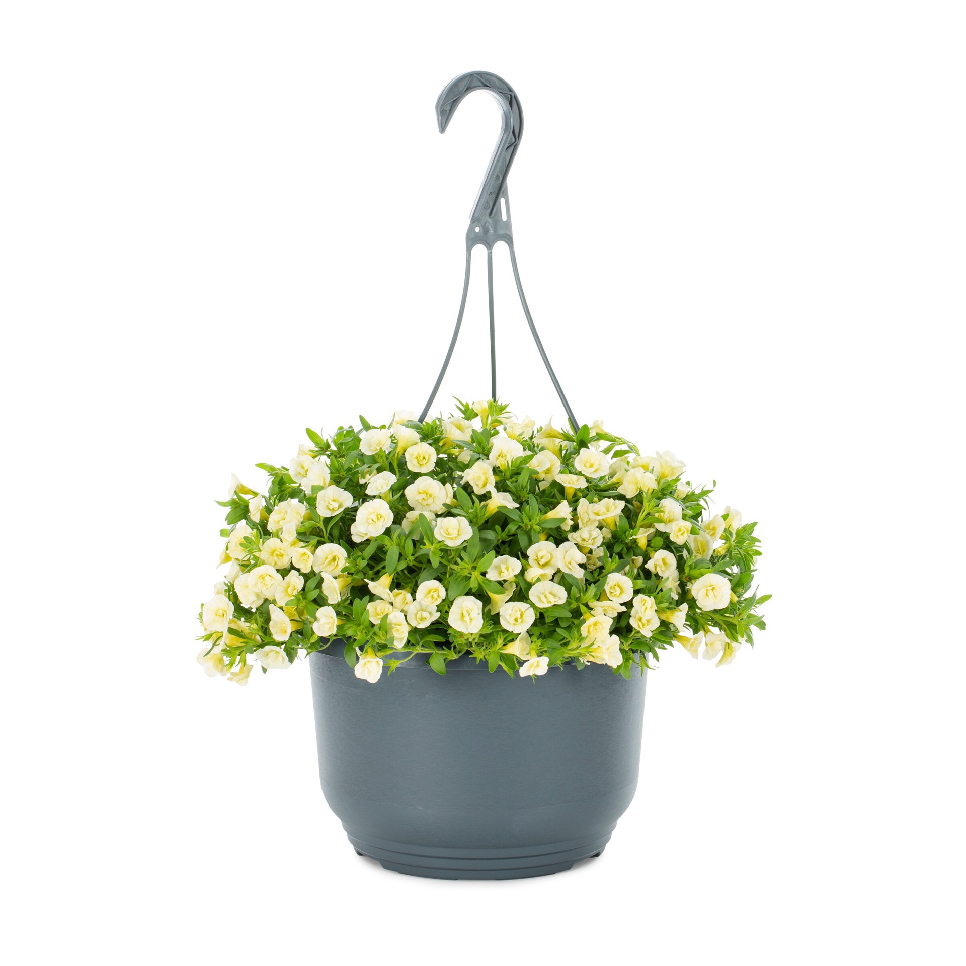 slide 1 of 3, Lowe's Multicolor Calibrachoa in 1.5-Gallon Hanging Basket, 1 ct