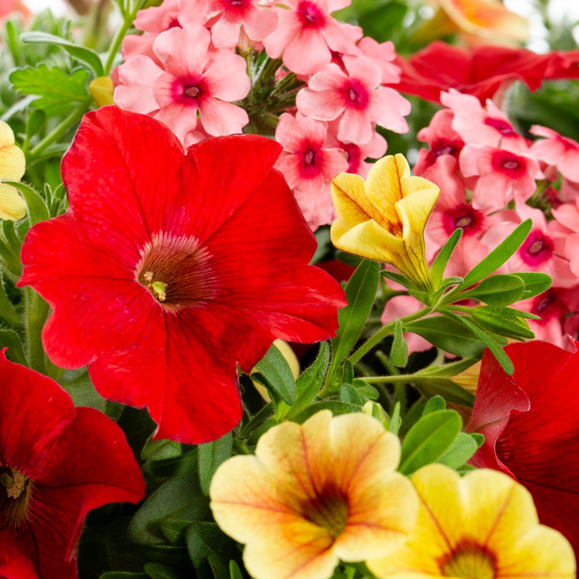 slide 3 of 4, Lowe's Multicolor Mixed Annuals Combinations in 3-Gallon (s) Hanging Basket, 1 ct