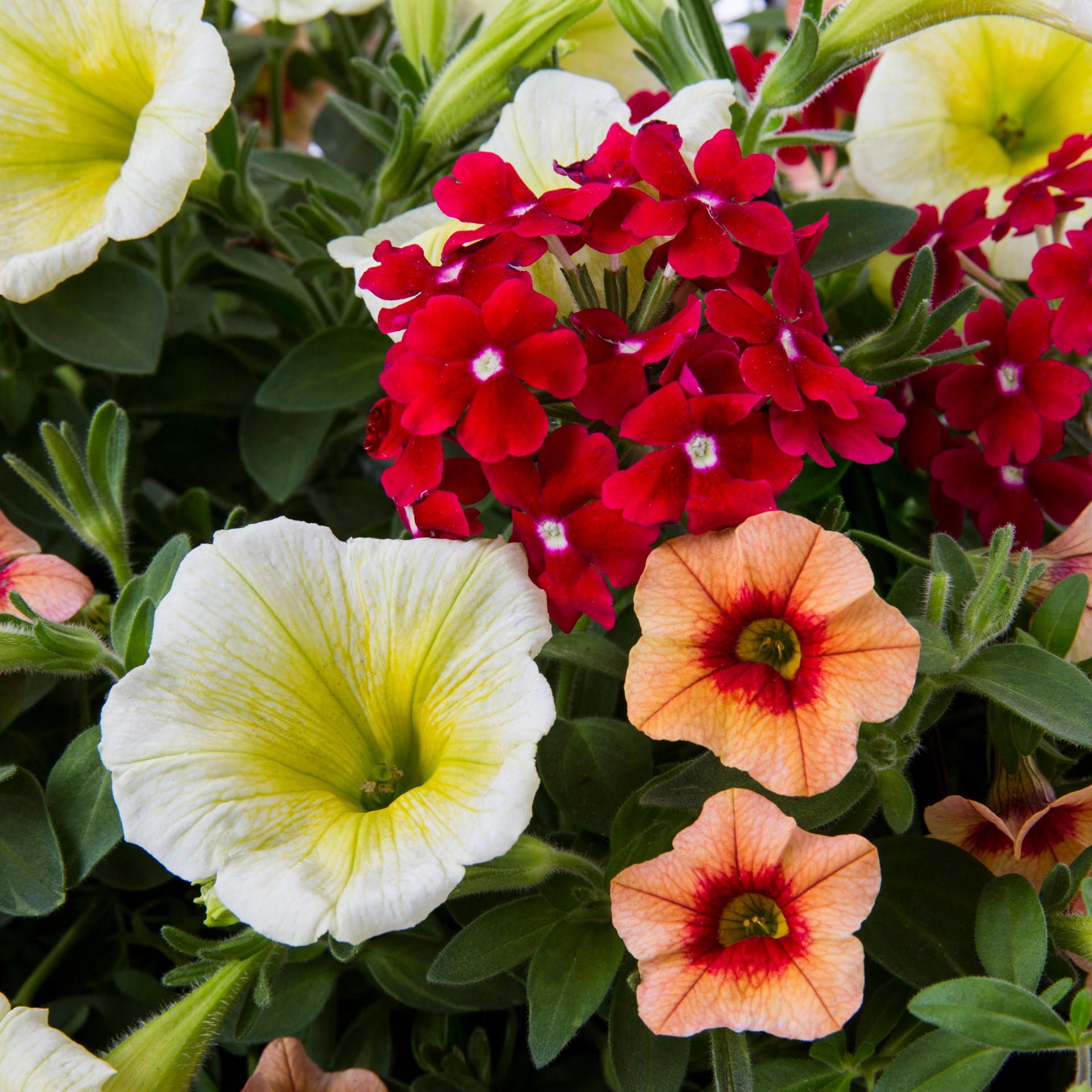slide 4 of 4, Lowe's Multicolor Mixed Annuals Combinations in 3-Gallon (s) Hanging Basket, 1 ct