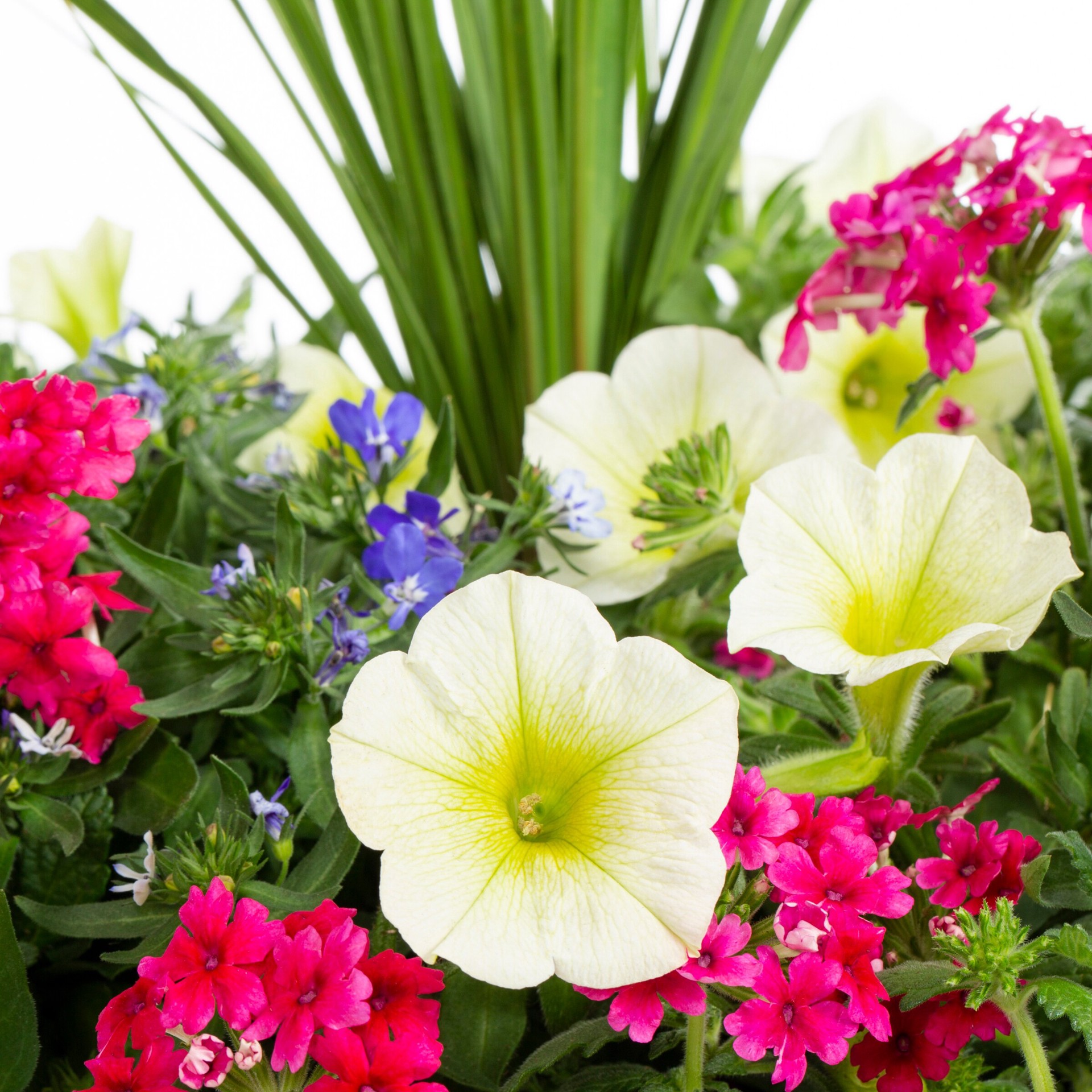 slide 2 of 2, Lowe's Multicolor Mixed Annuals Combinations in 2.5-Gallon Planter, 1 ct