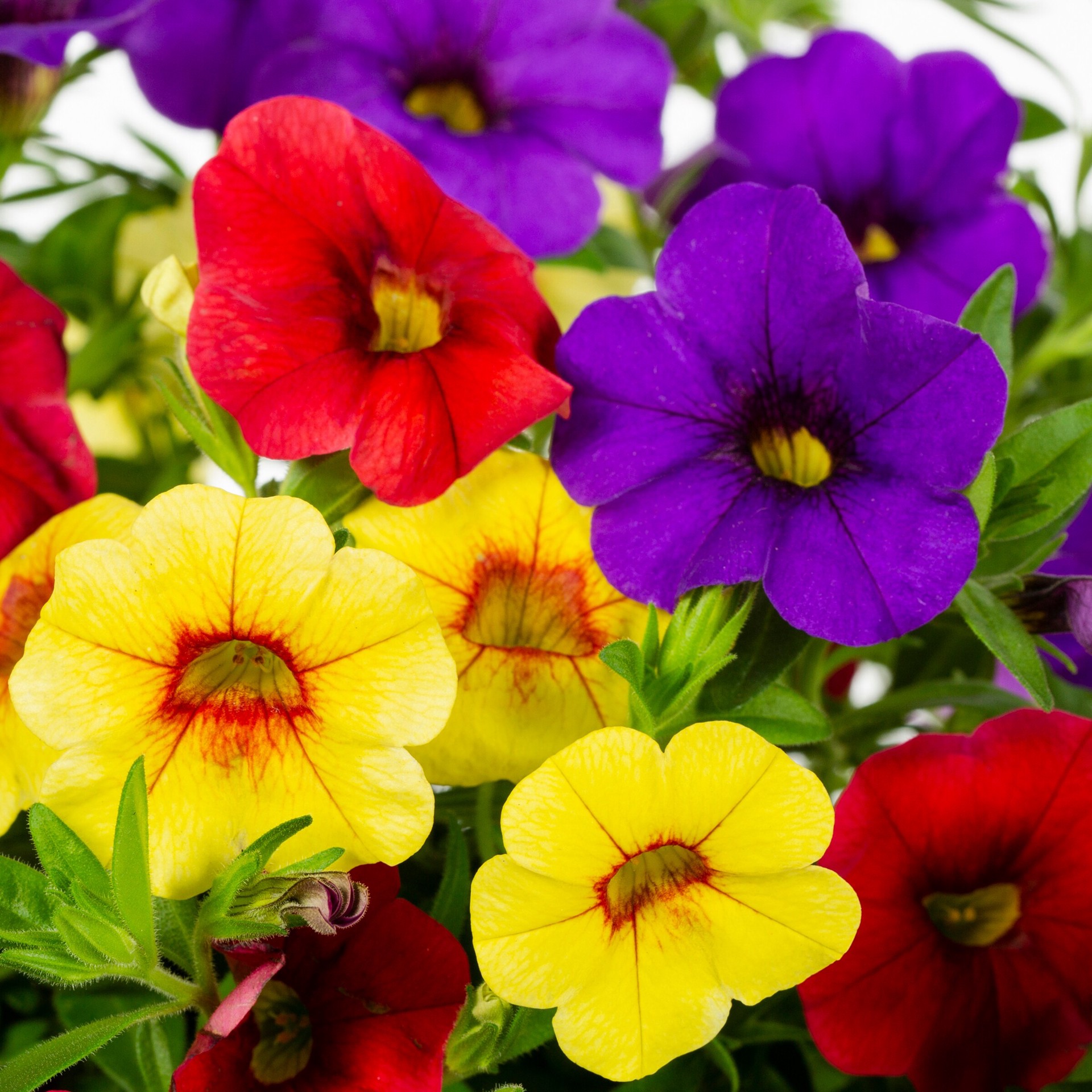 slide 2 of 2, Ready Refill Multicolor Hawaiian Hilo in 3-Quart Pot, 1 ct