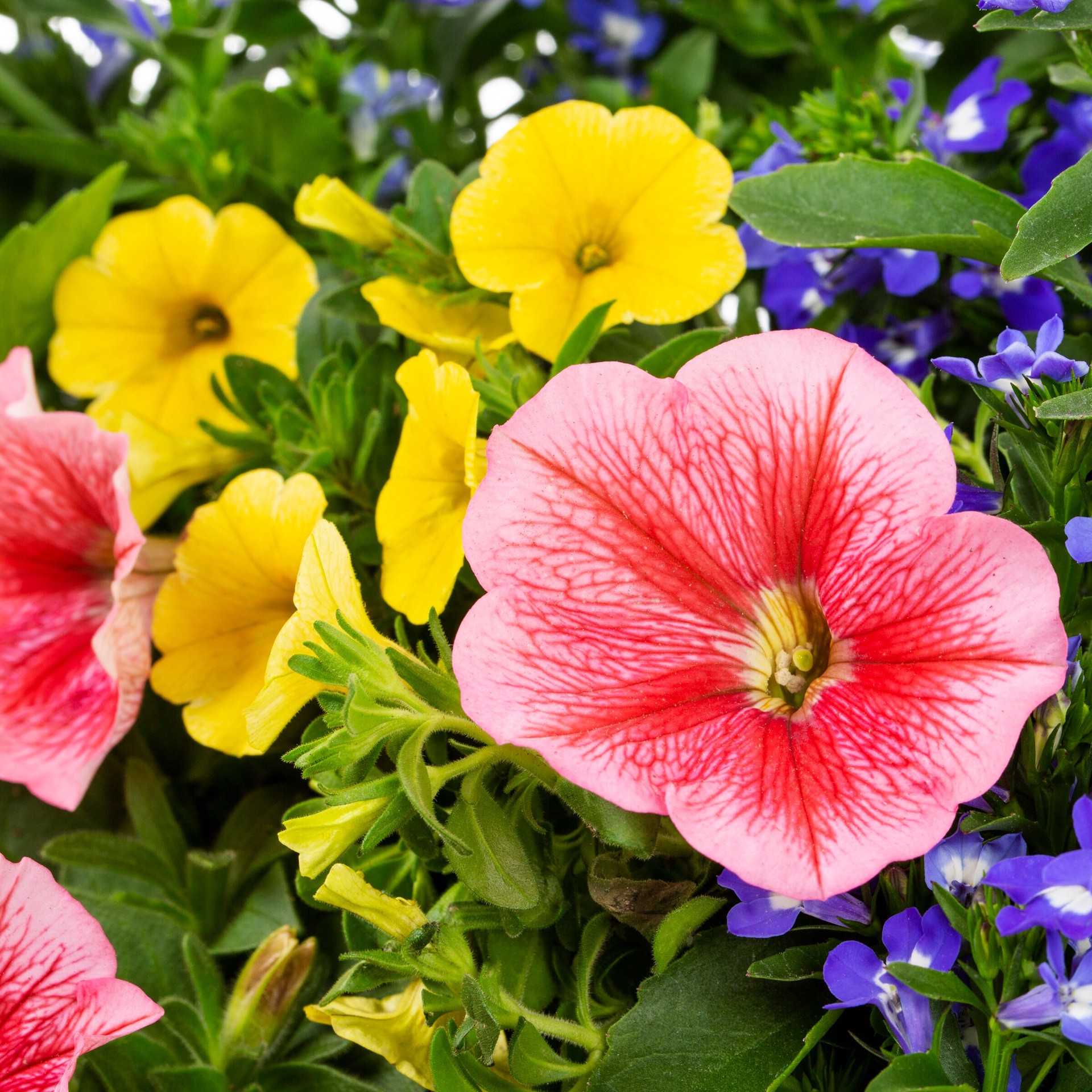 slide 2 of 2, Lowe's Multicolor Mixed Annuals Combinations in 2-Gallon Hanging Basket, 1 ct