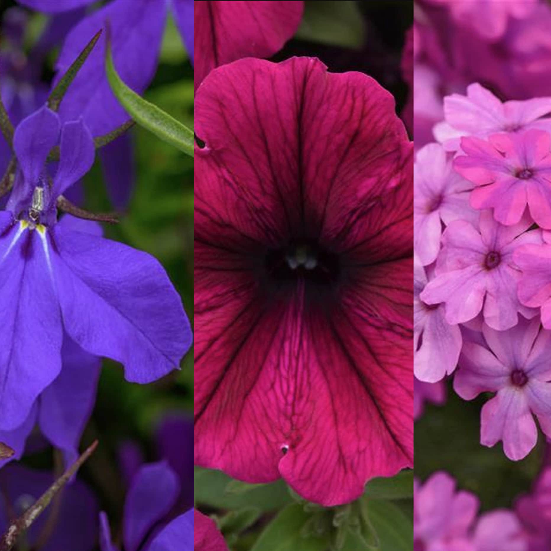 slide 2 of 4, Lowe's Multicolor Mixed Annuals Combinations in 3-Gallon Planter, 1 ct