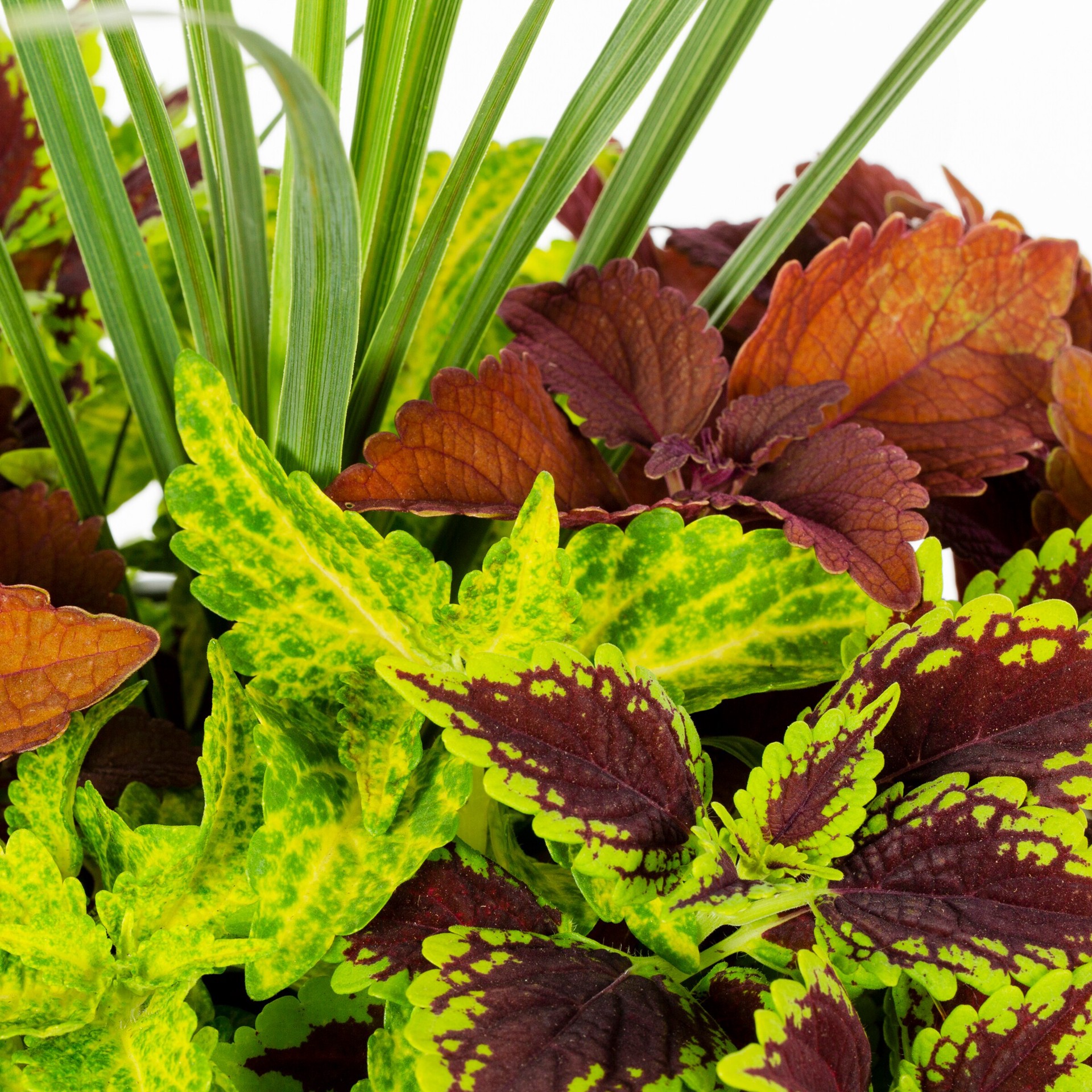slide 2 of 2, Ready Refill Multicolor Coleus Mix in 1.5-Gallons Pot, 1 ct