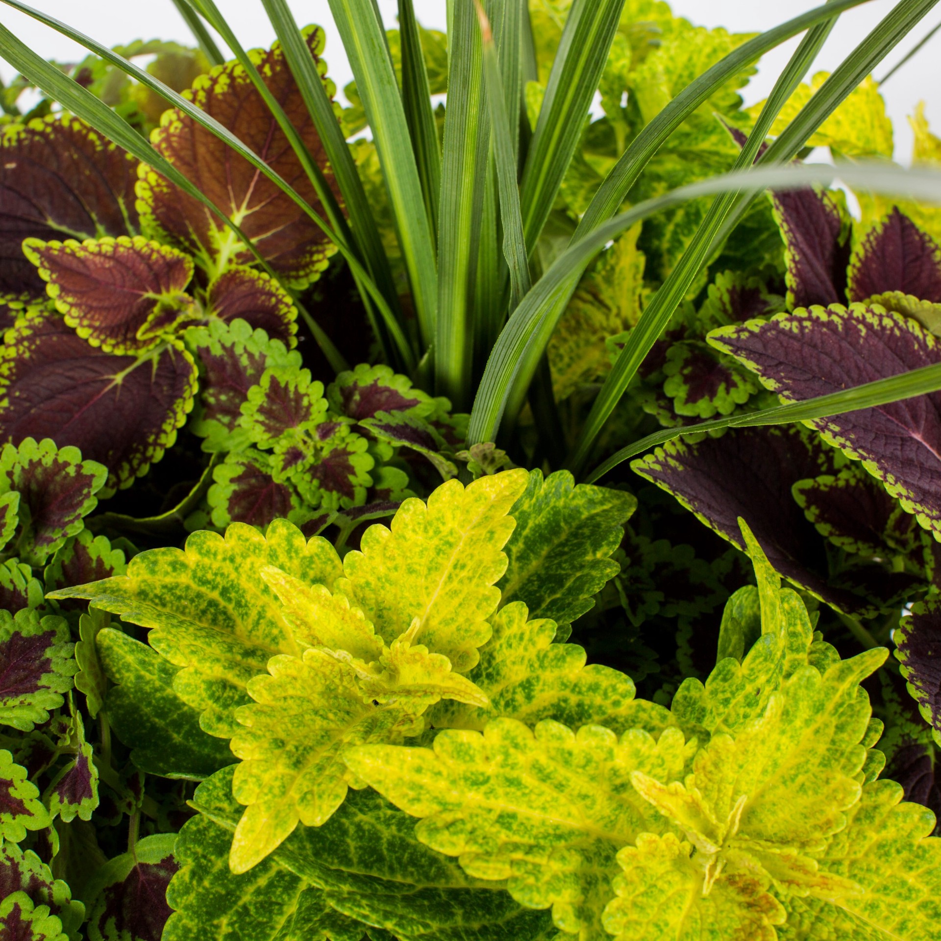 slide 2 of 2, Ready Refill Multicolor Mixed Annuals Combinations in 1.5-Gallons Pot, 1 ct