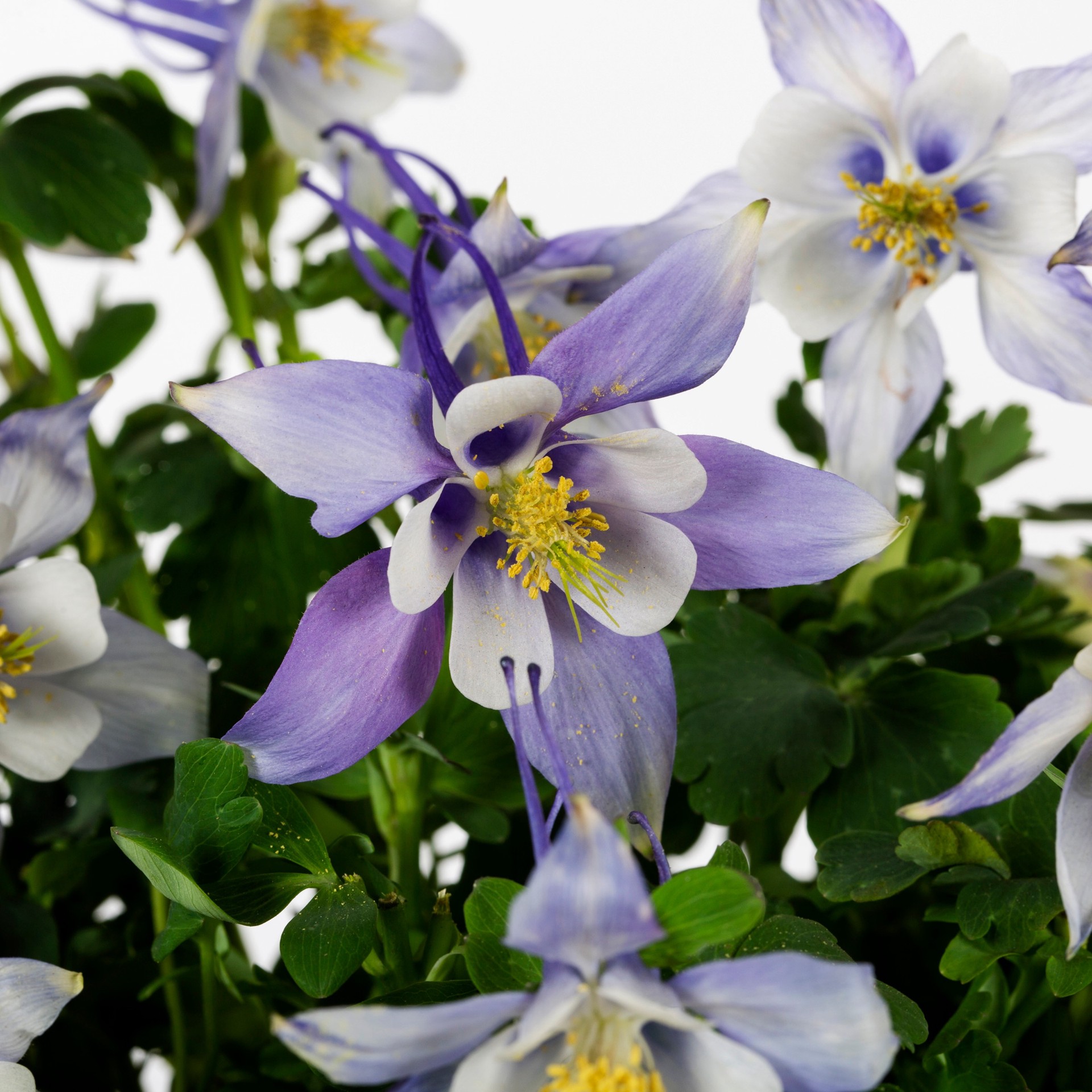 slide 4 of 5, Lowe's Multicolor Columbine Plant in 2.5 -Quart Pot 1 -Pack, 1 ct