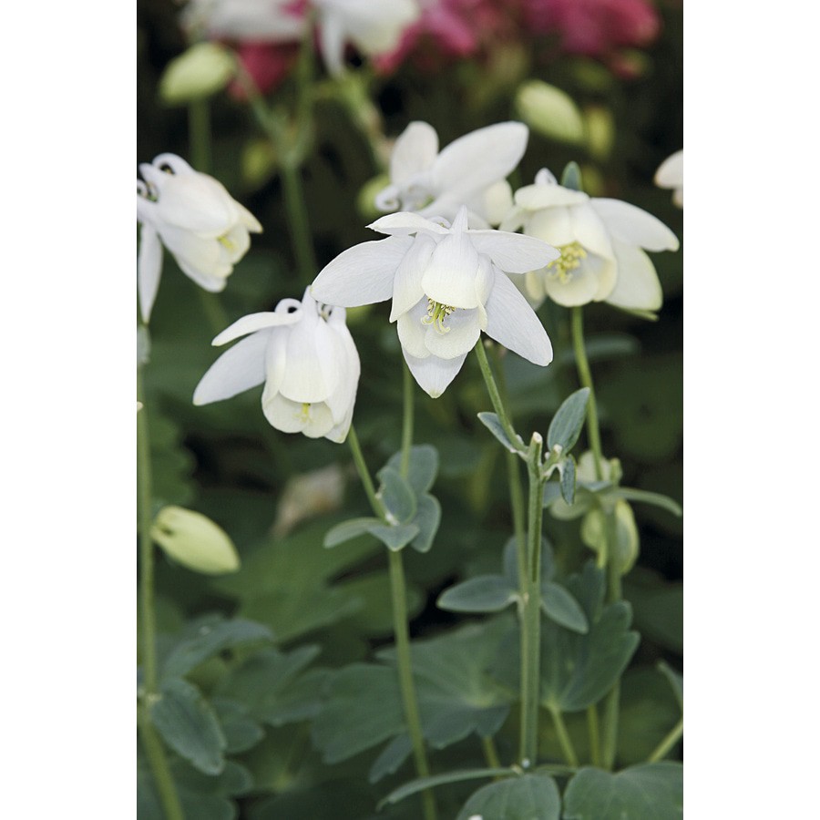 slide 5 of 5, Lowe's Multicolor Columbine Plant in 2.5 -Quart Pot 1 -Pack, 1 ct