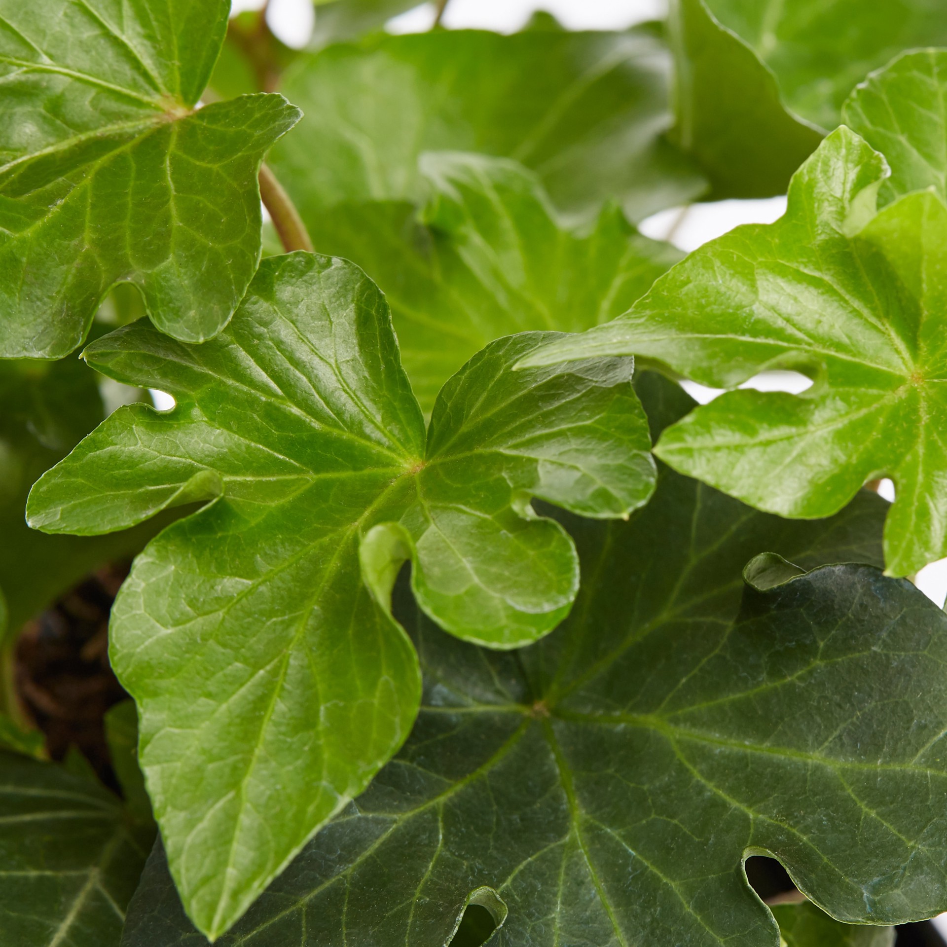 slide 2 of 2, Lowe's Multicolor English Ivy in 1.00 Pint Pot, 1 ct