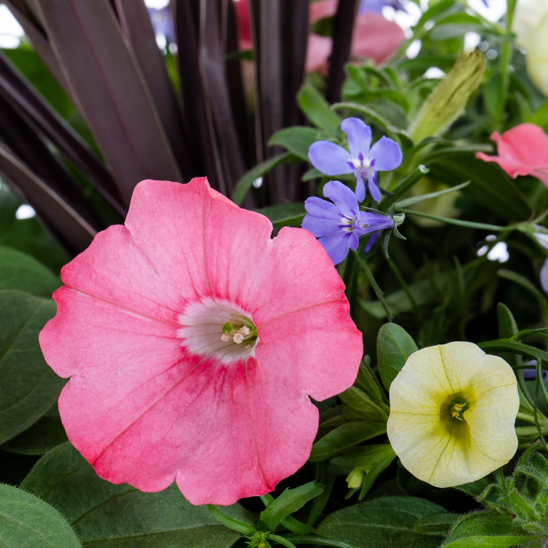 slide 2 of 2, Ready Refill Multicolor Bermuda Skies in 1.50 Gallon(s) Pot, 1 ct