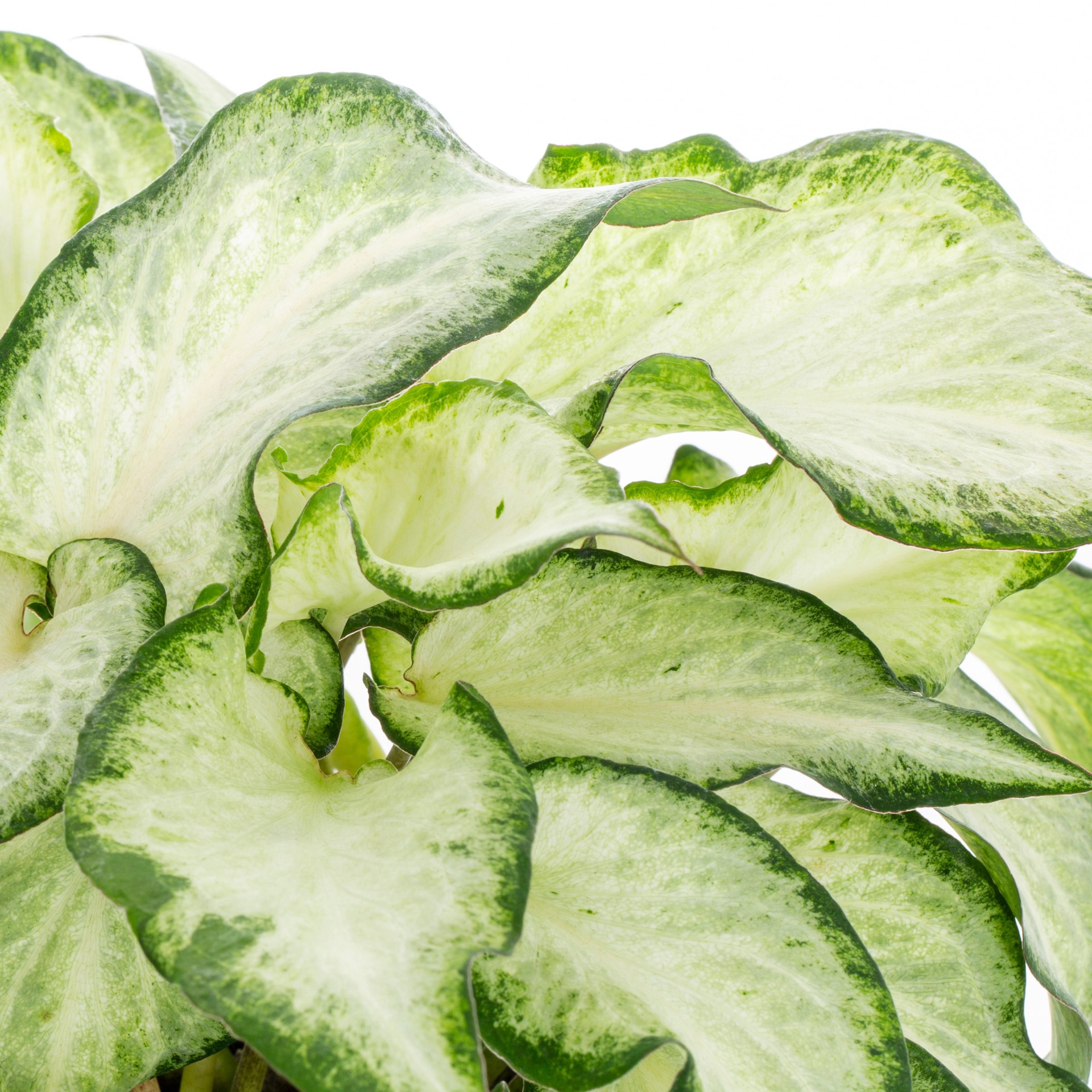 slide 2 of 4, Monrovia Multicolor Caladium in 2 Quart(s) Pot 1 -Pack, 1 ct