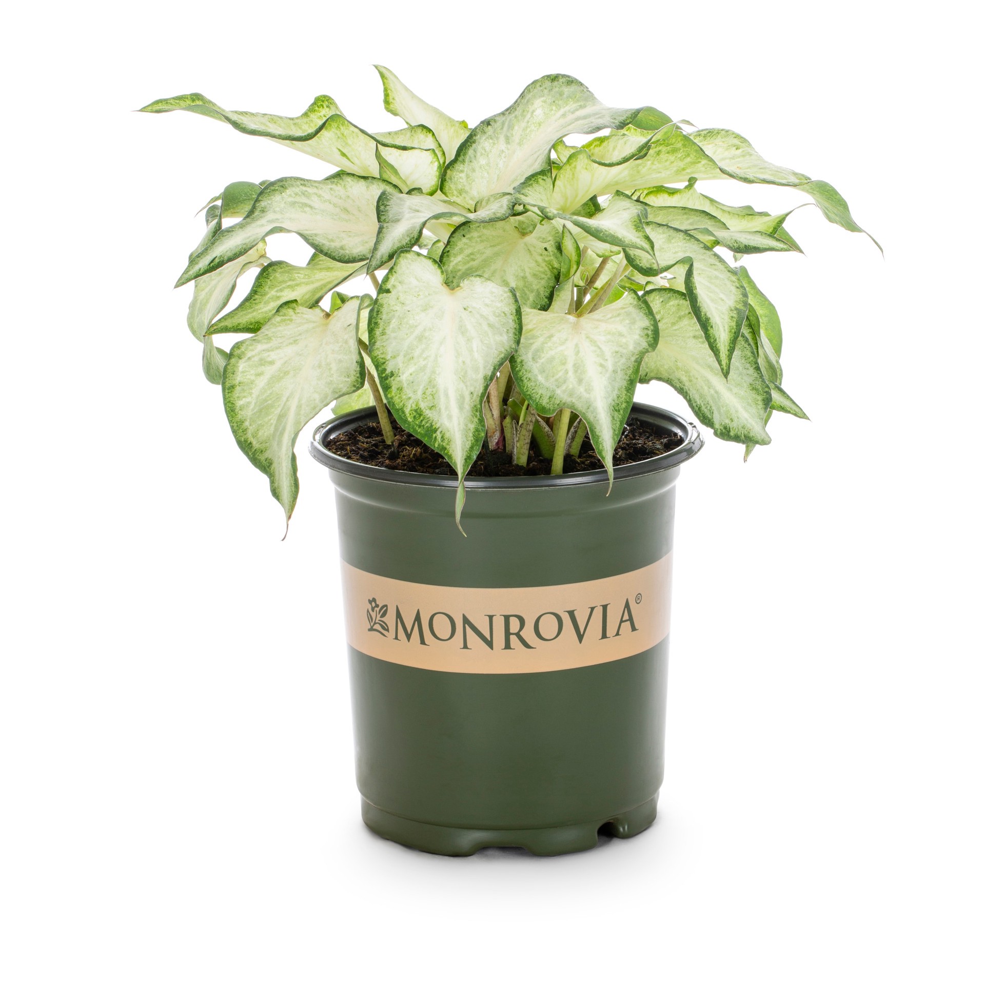 slide 1 of 4, Monrovia Multicolor Caladium in 2 Quart(s) Pot 1 -Pack, 1 ct