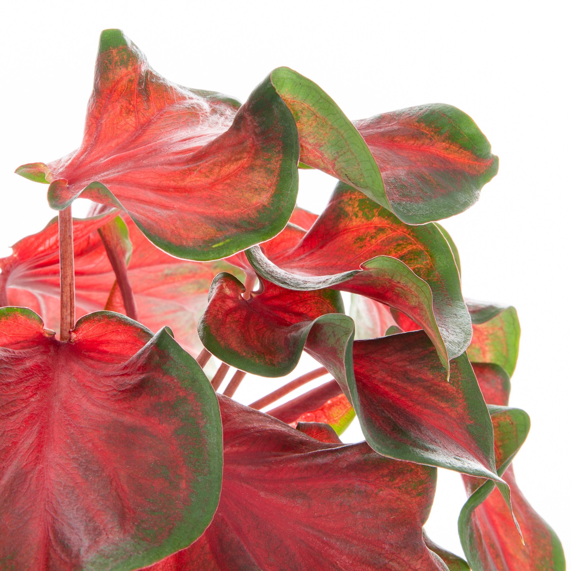 slide 2 of 4, Monrovia Multicolor Caladium in 2.5 Quart(s) Pot, 1 ct