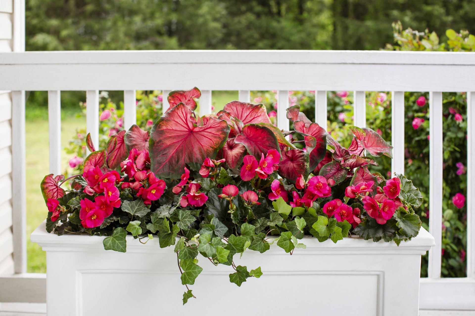 slide 3 of 4, Monrovia Multicolor Caladium in 2.5 Quart(s) Pot, 1 ct