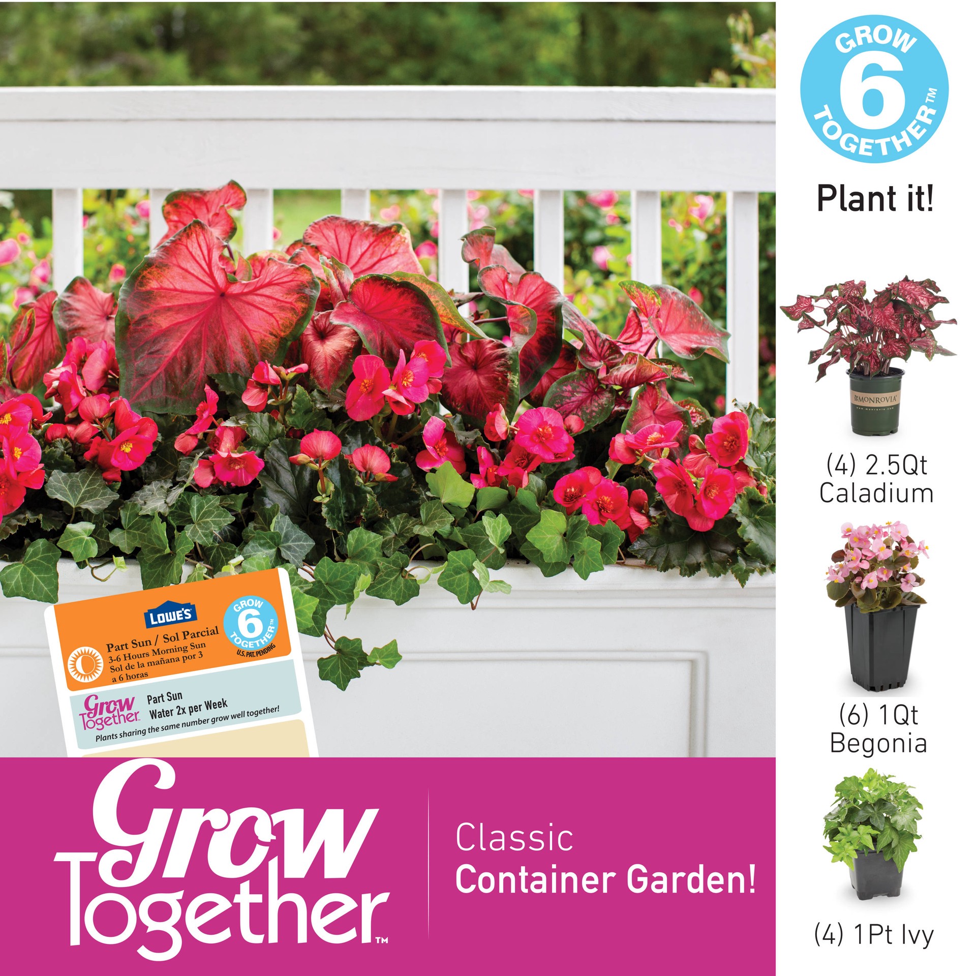 slide 4 of 4, Monrovia Multicolor Caladium in 2.5 Quart(s) Pot, 1 ct