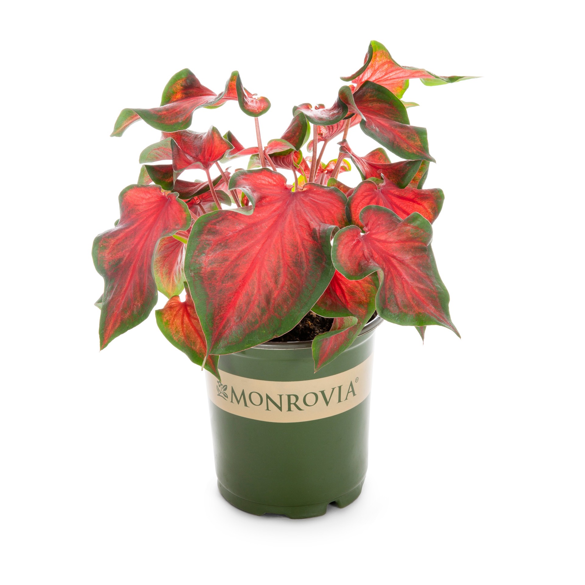 slide 1 of 4, Monrovia Multicolor Caladium in 2.5 Quart(s) Pot, 1 ct