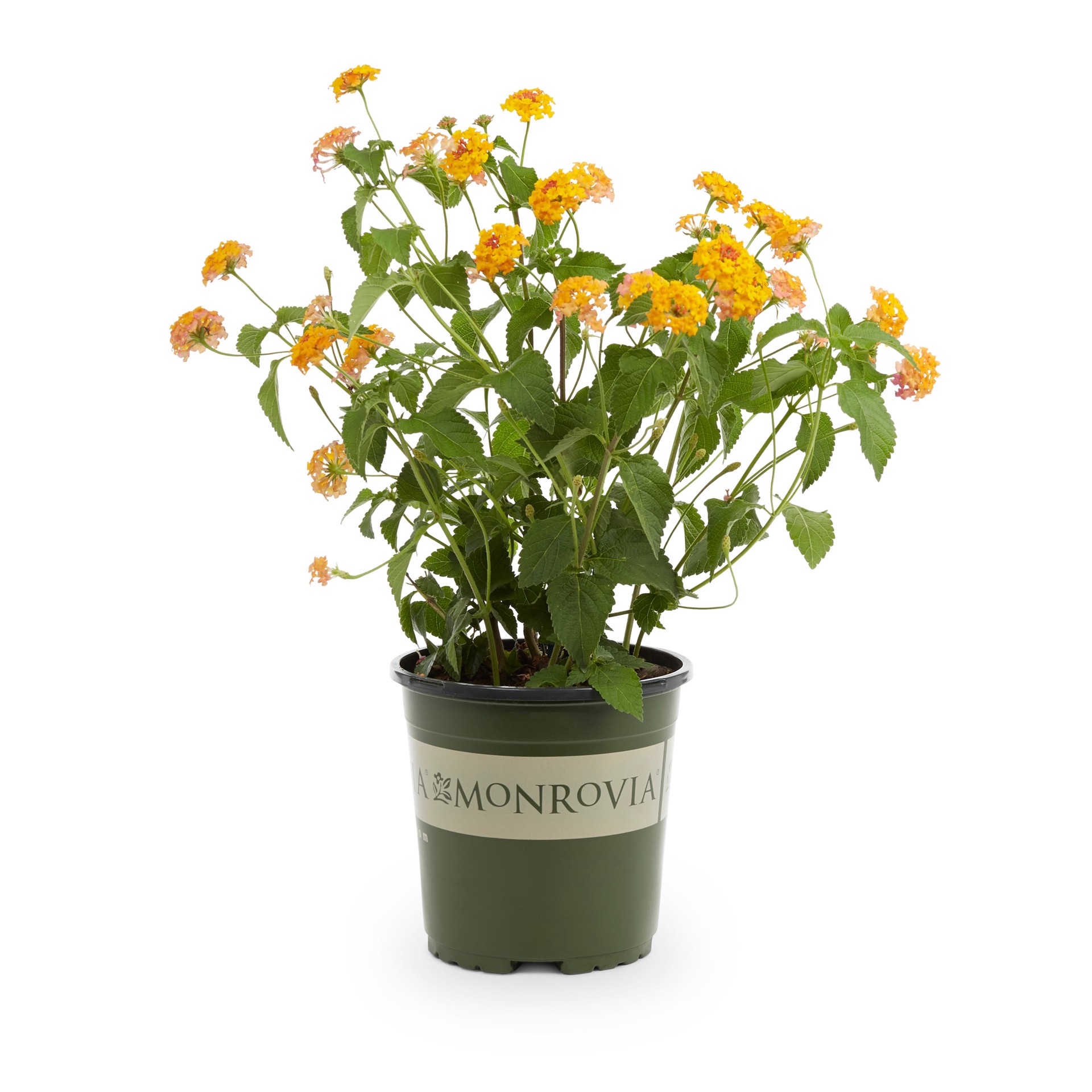 slide 2 of 6, Monrovia Multicolor Lantana in 2.5-Quart Pot, 1 ct
