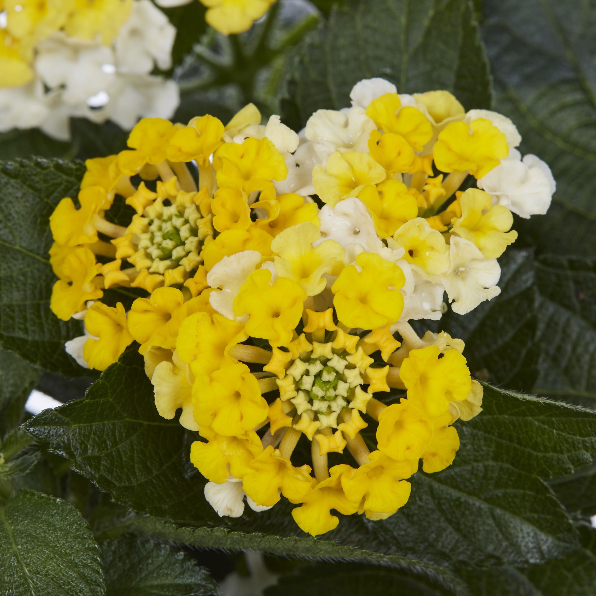 slide 3 of 6, Monrovia Multicolor Lantana in 2.5-Quart Pot, 1 ct