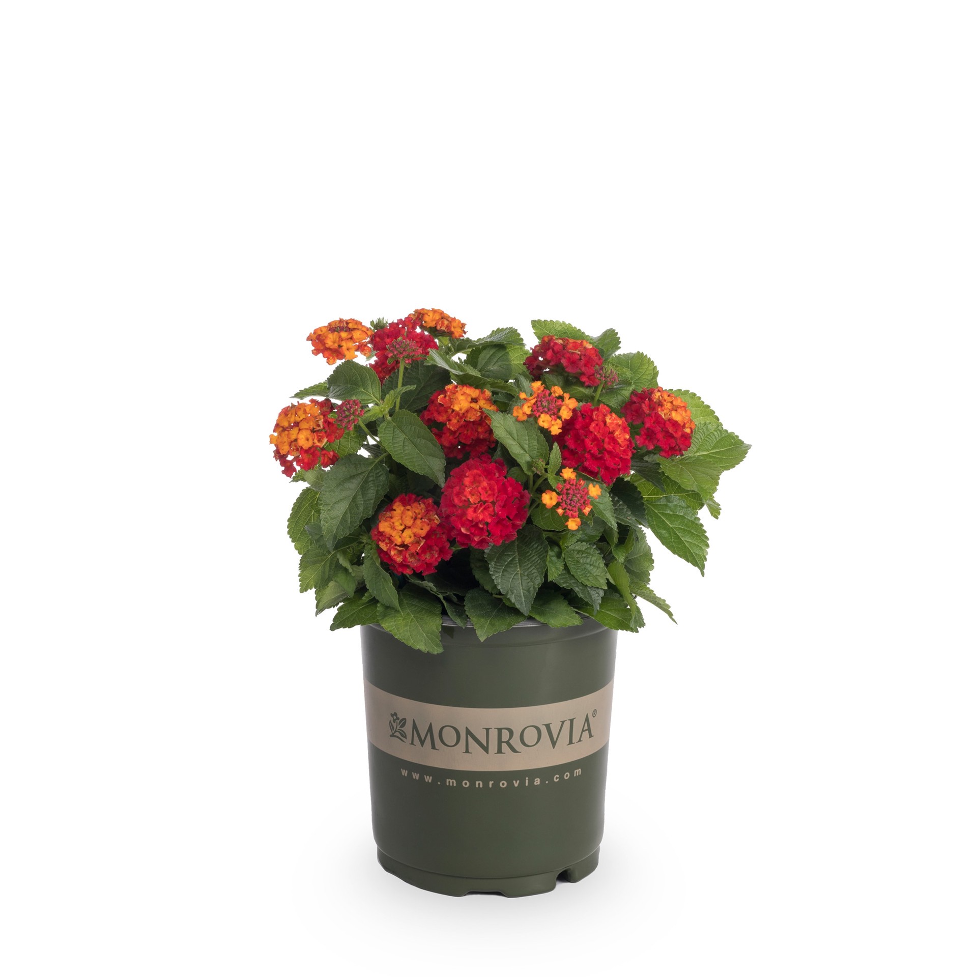 slide 4 of 6, Monrovia Multicolor Lantana in 2.5-Quart Pot, 1 ct