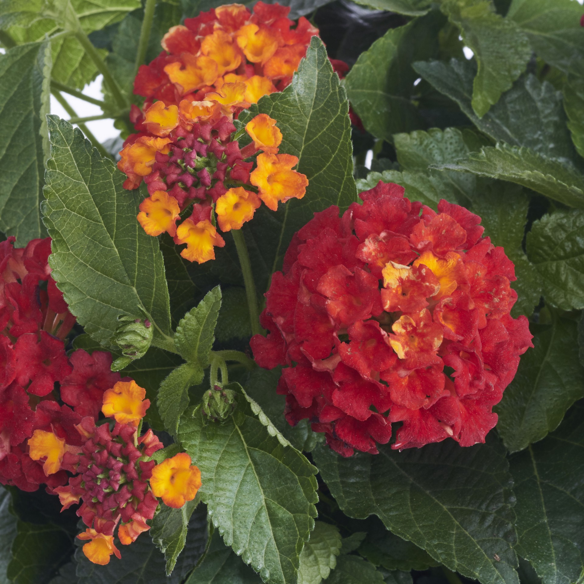 slide 5 of 6, Monrovia Multicolor Lantana in 2.5-Quart Pot, 1 ct