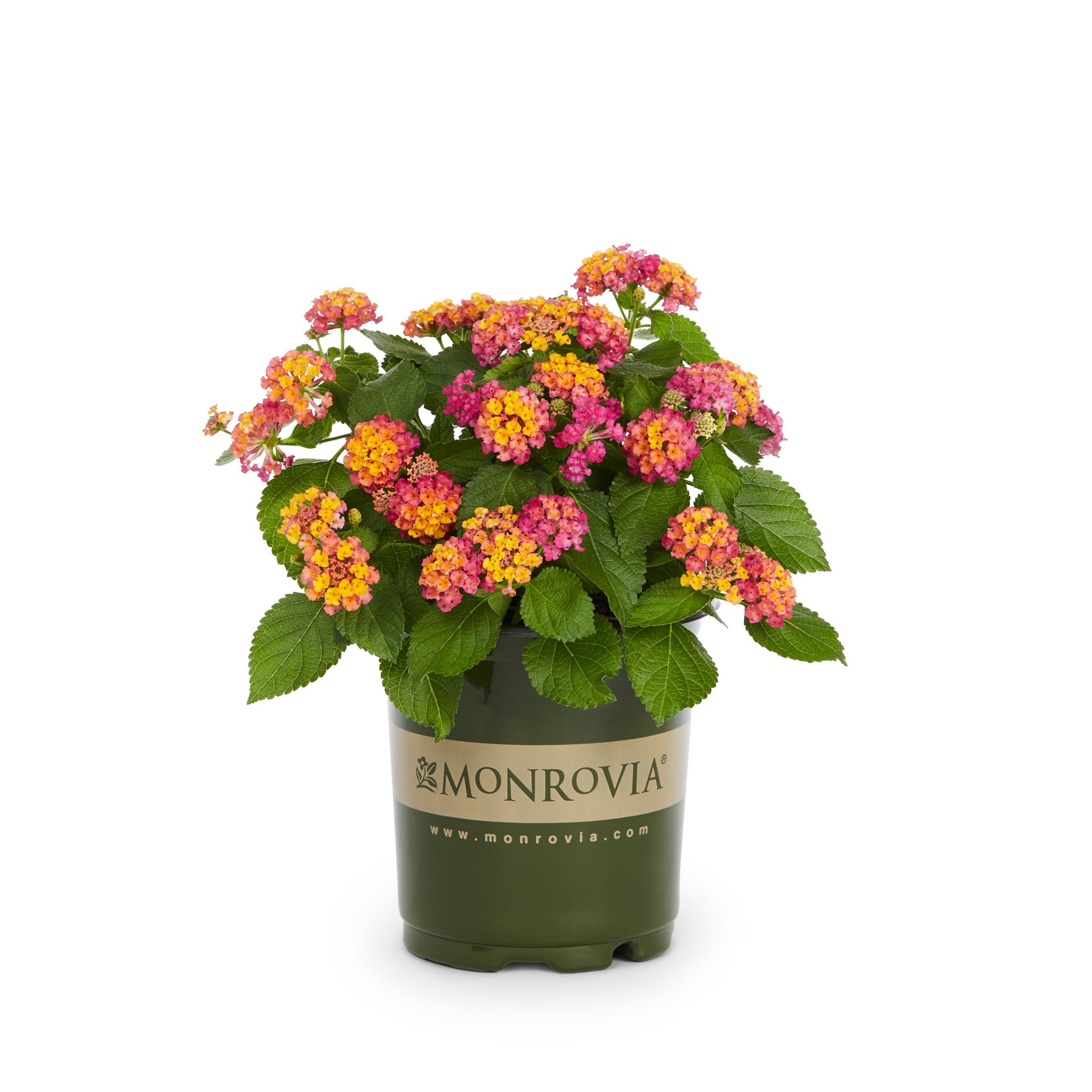 slide 6 of 6, Monrovia Multicolor Lantana in 2.5-Quart Pot, 1 ct