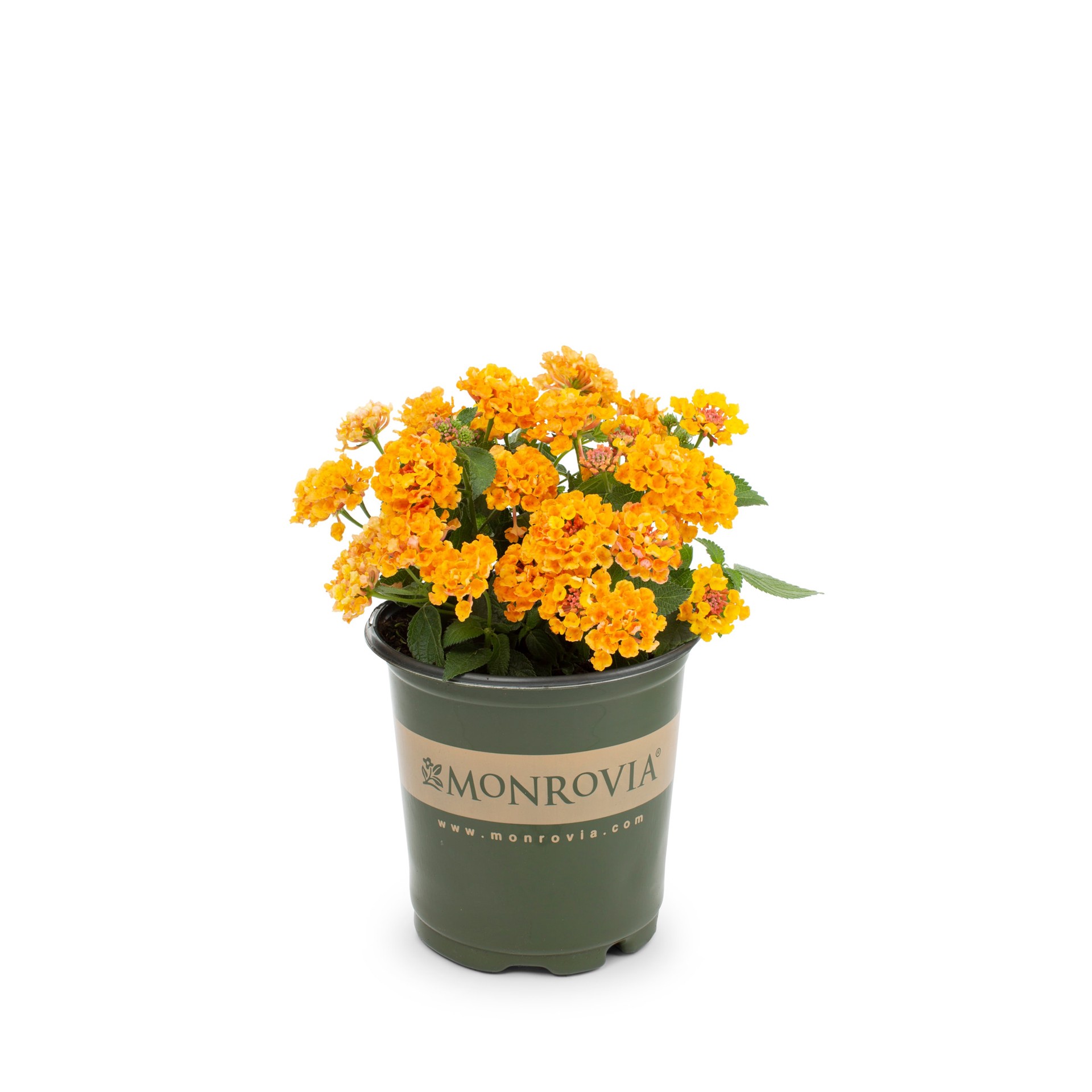 slide 1 of 6, Monrovia Multicolor Lantana in 2.5-Quart Pot, 1 ct