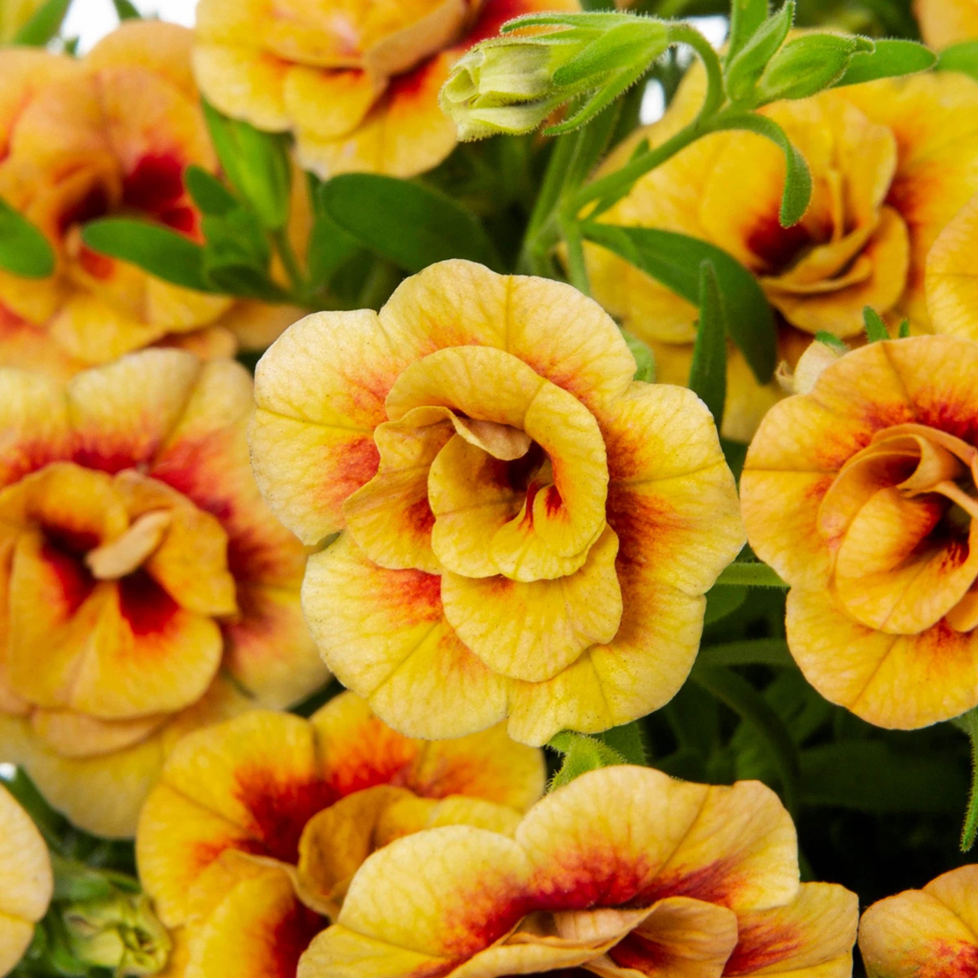 slide 2 of 6, Lowe's Multicolor Calibrachoa in 1-Quart Pot, 1 ct