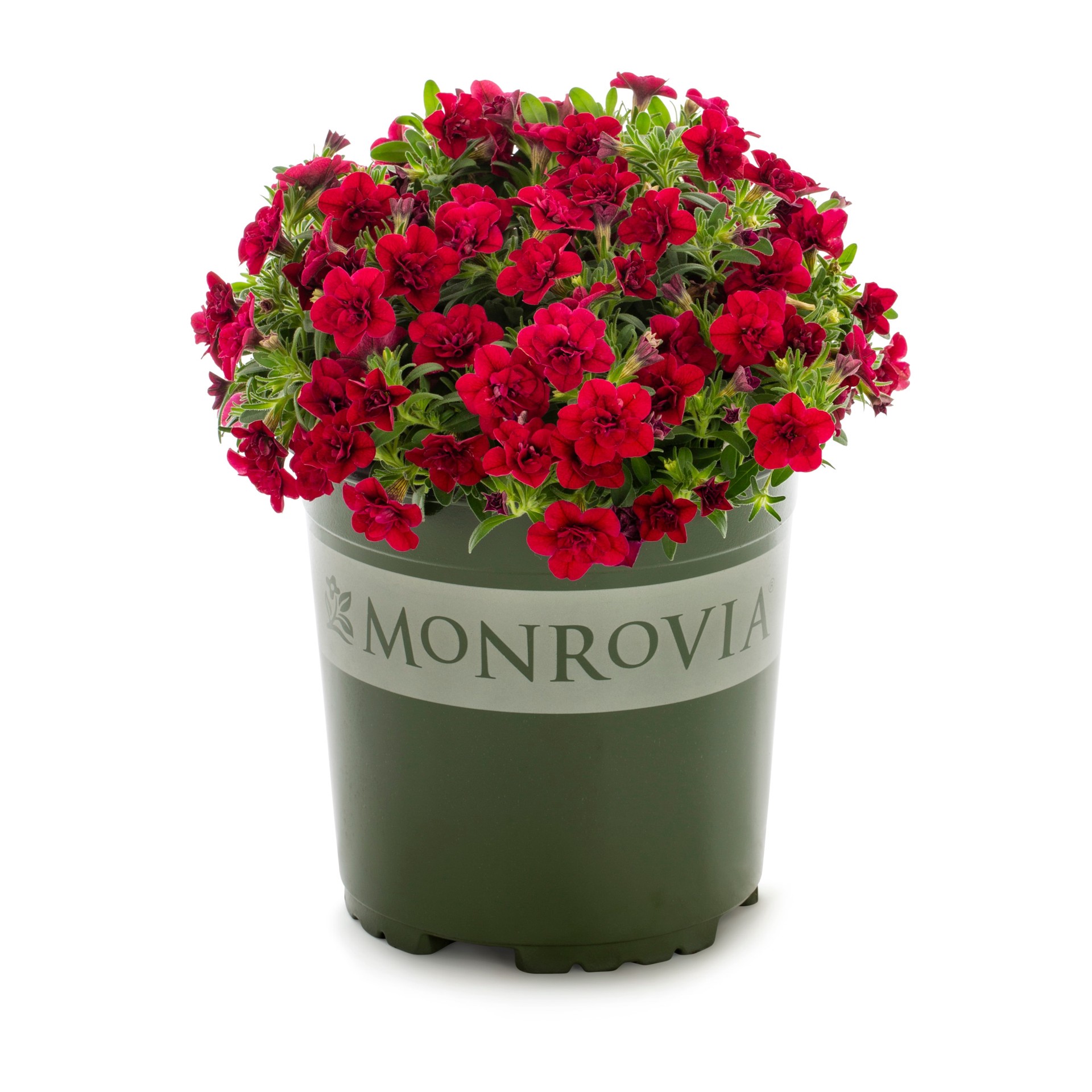 slide 3 of 6, Lowe's Multicolor Calibrachoa in 1-Quart Pot, 1 ct