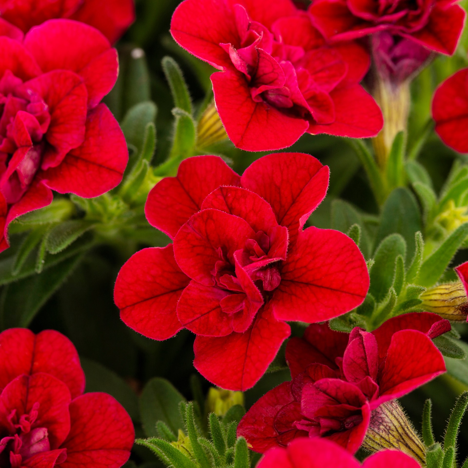 slide 4 of 6, Lowe's Multicolor Calibrachoa in 1-Quart Pot, 1 ct