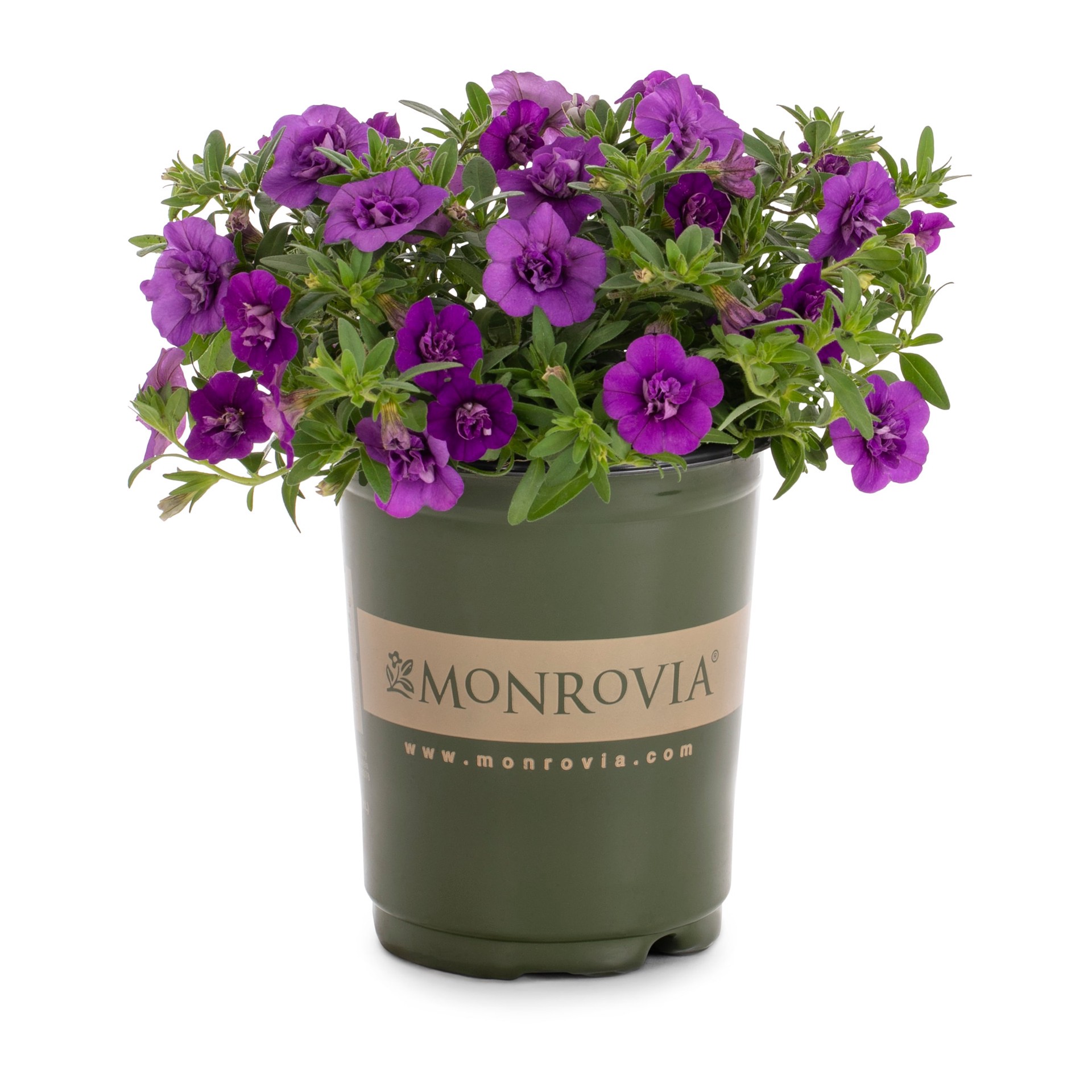 slide 5 of 6, Lowe's Multicolor Calibrachoa in 1-Quart Pot, 1 ct