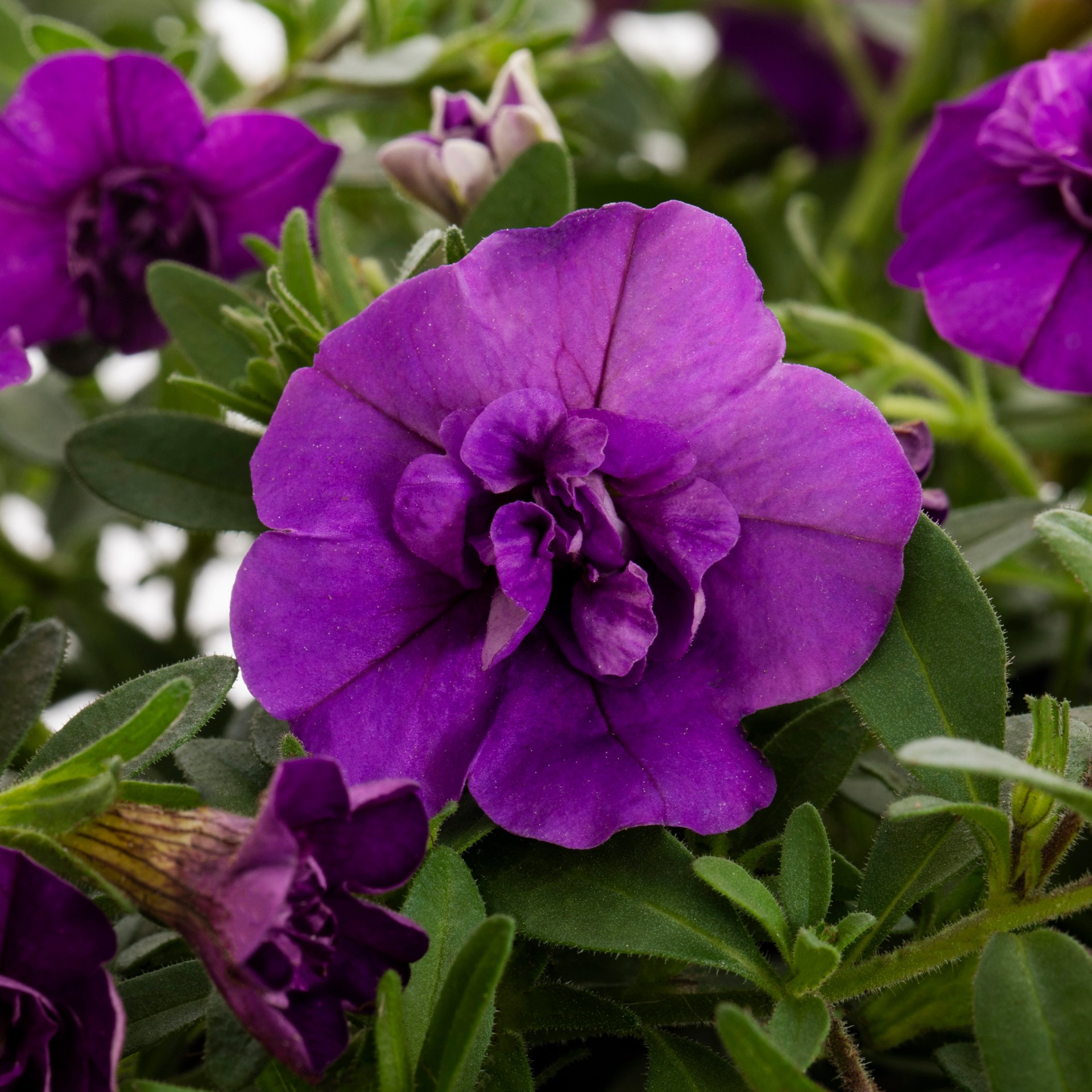 slide 6 of 6, Lowe's Multicolor Calibrachoa in 1-Quart Pot, 1 ct