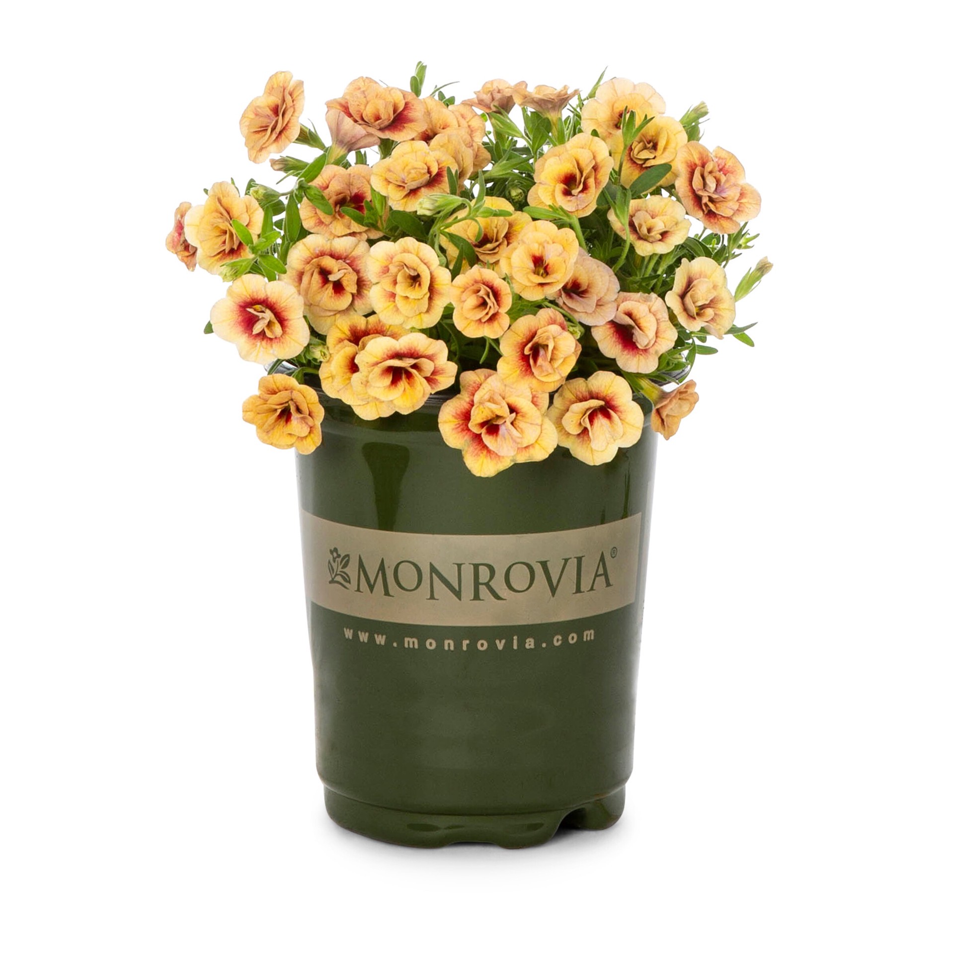 slide 1 of 6, Lowe's Multicolor Calibrachoa in 1-Quart Pot, 1 ct