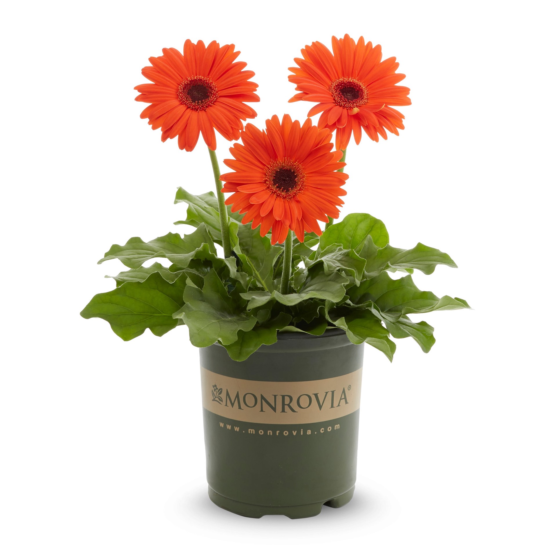 slide 2 of 5, Monrovia Multicolor Gerbera daisy in 2.5 Quart(s) Pot, 1 ct