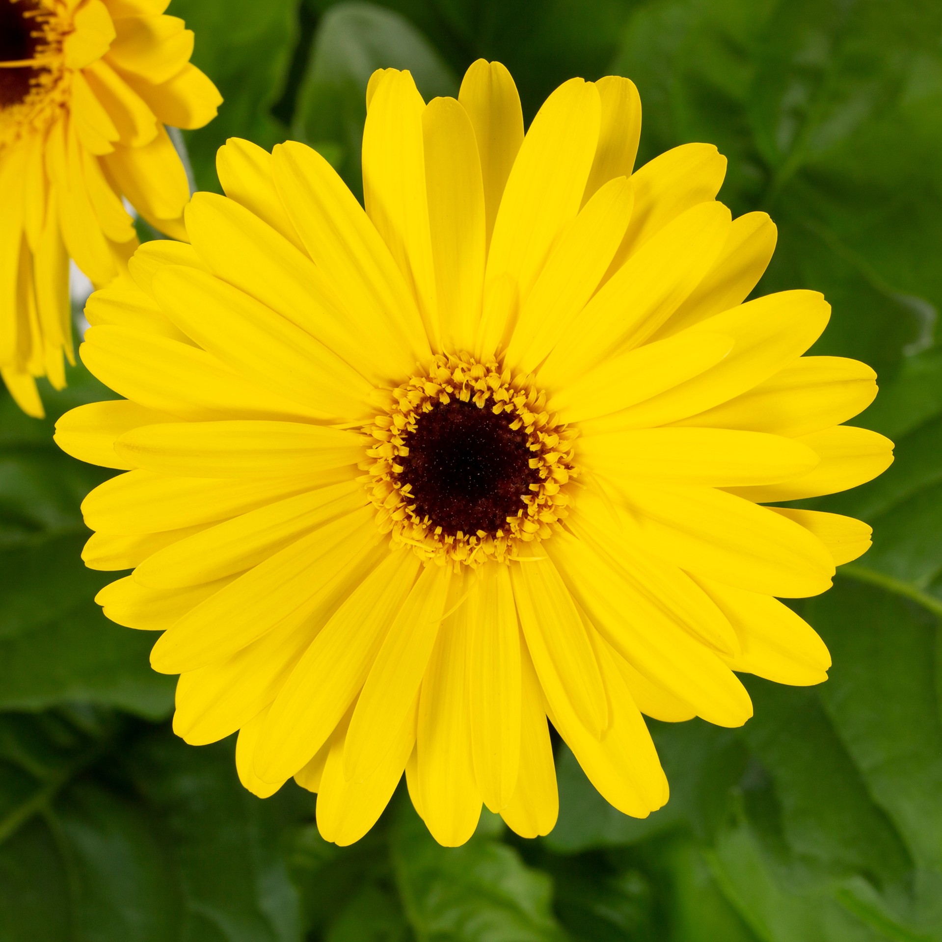 slide 2 of 4, Monrovia Multicolor Gerbera daisy in 2 Quart(s) Pot 1 -Pack, 1 ct