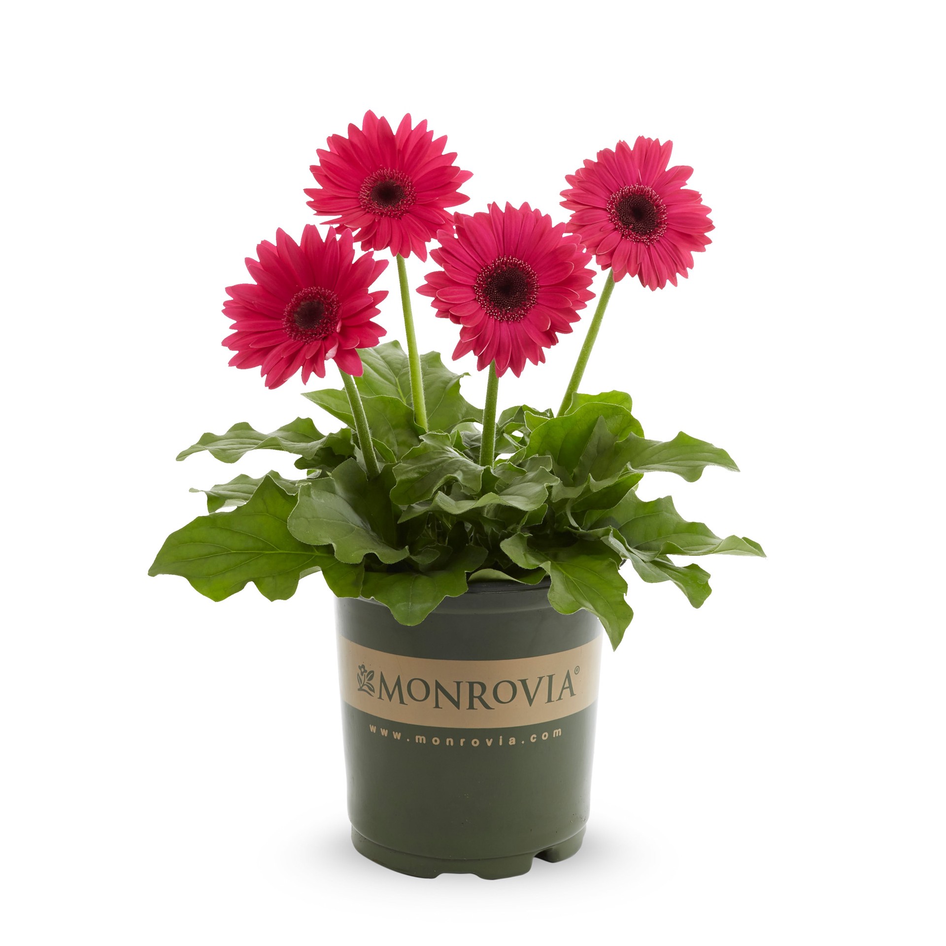 slide 3 of 5, Monrovia Multicolor Gerbera daisy in 2.5 Quart(s) Pot, 1 ct