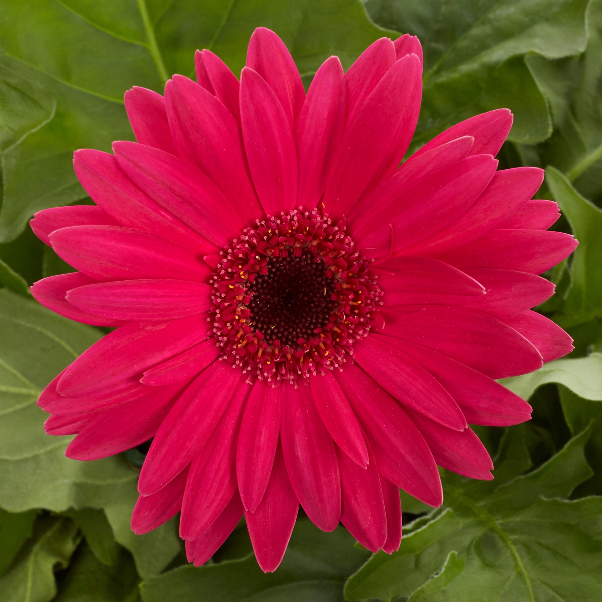 slide 4 of 5, Monrovia Multicolor Gerbera daisy in 2.5 Quart(s) Pot, 1 ct