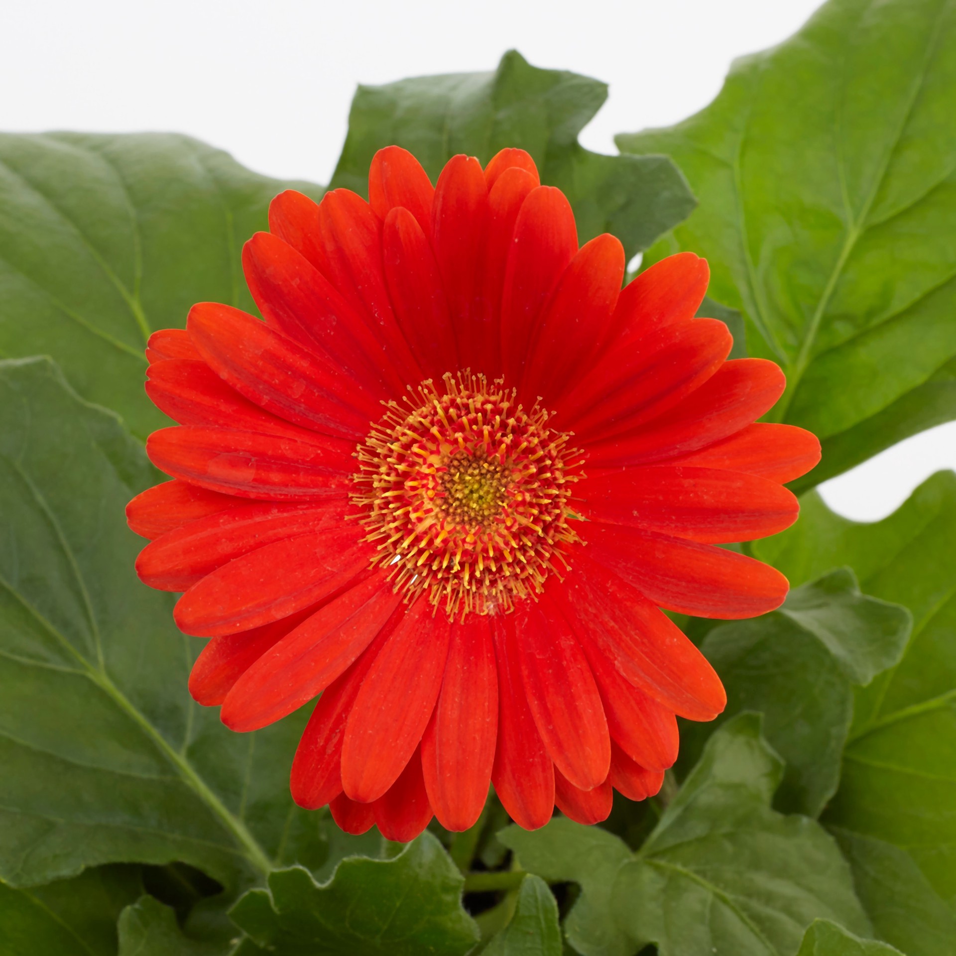 slide 5 of 5, Monrovia Multicolor Gerbera daisy in 2.5 Quart(s) Pot, 1 ct