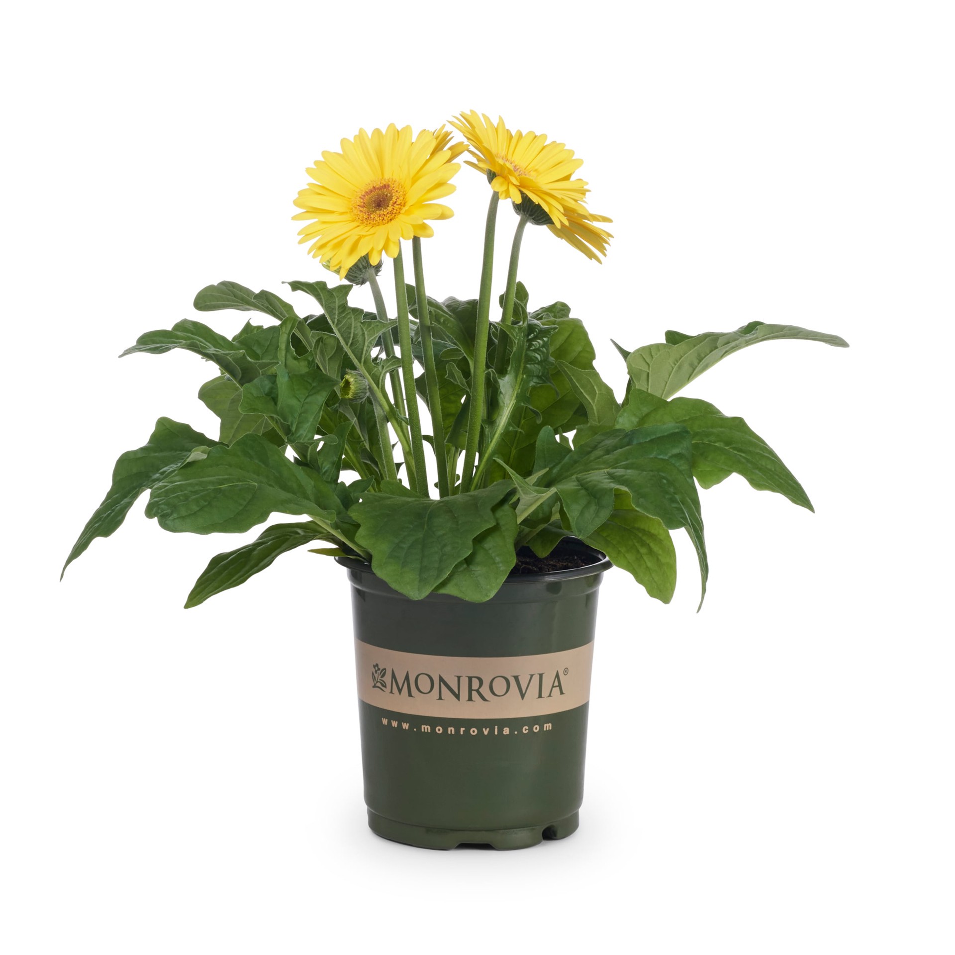 slide 1 of 5, Monrovia Multicolor Gerbera daisy in 2.5 Quart(s) Pot, 1 ct