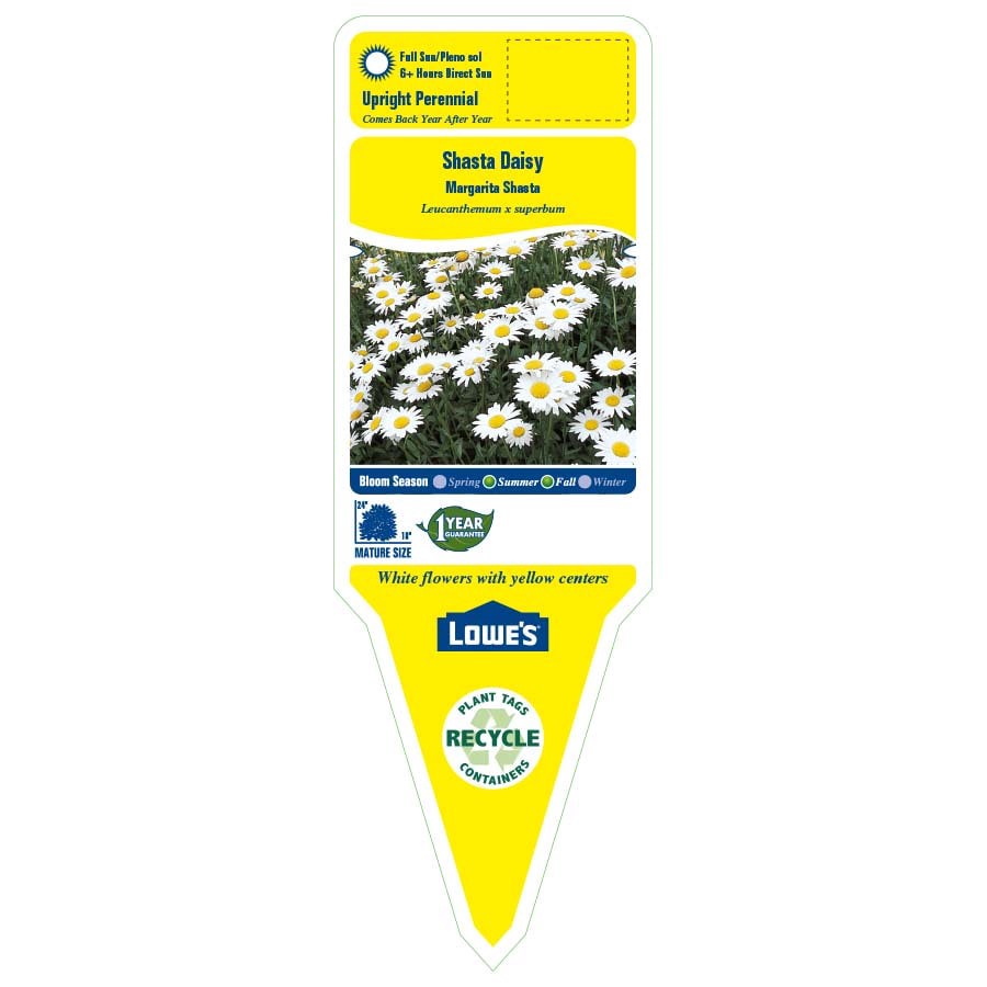 slide 2 of 4, Lowe's Multicolor Shasta Daisy Plant in 2.5 -Quart Pot, 1 ct