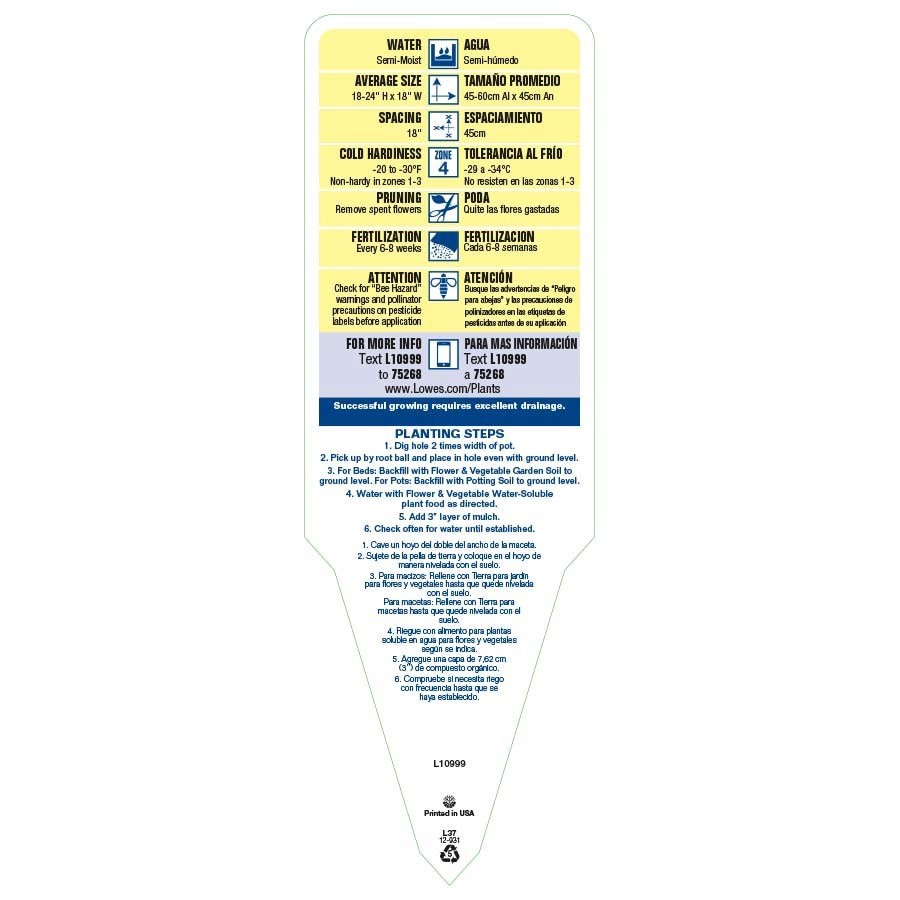 slide 4 of 4, Lowe's Multicolor Shasta Daisy Plant in 2.5 -Quart Pot, 1 ct