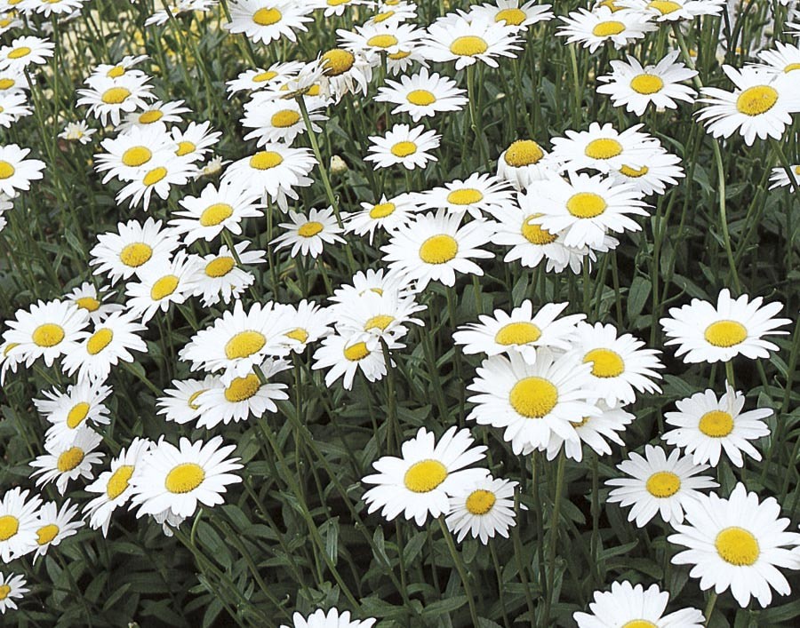 slide 1 of 4, Lowe's Multicolor Shasta Daisy Plant in 2.5 -Quart Pot, 1 ct