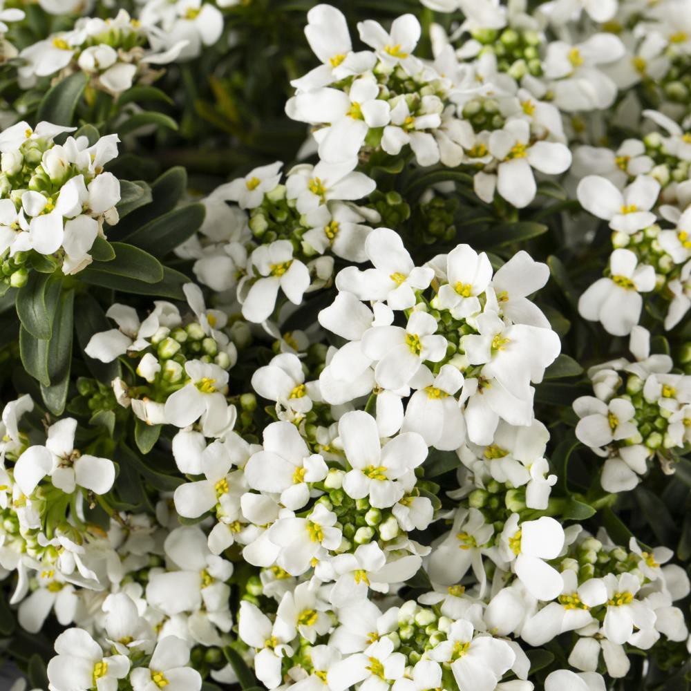 slide 2 of 2, Lowe's White Candytuft in 1-Quart Pot, 1 ct