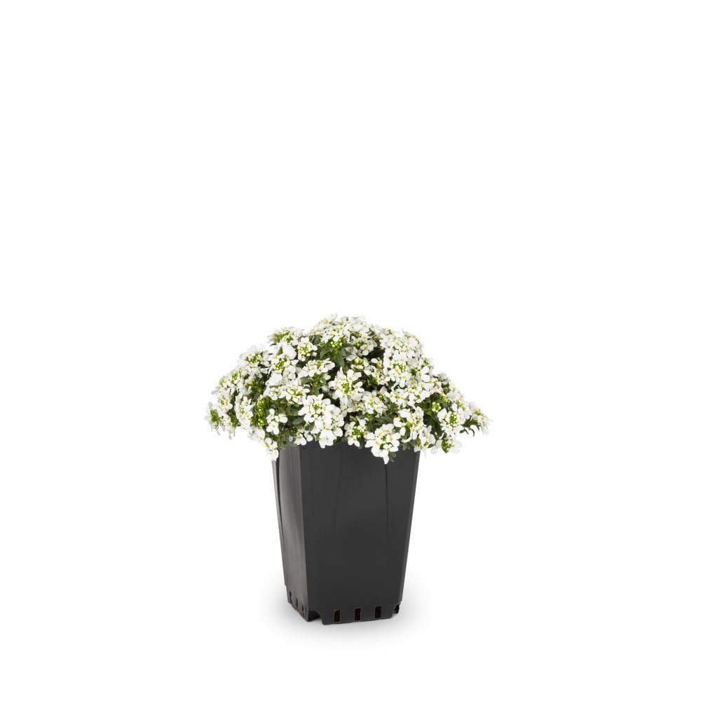 slide 1 of 2, Lowe's White Candytuft in 1-Quart Pot, 1 ct
