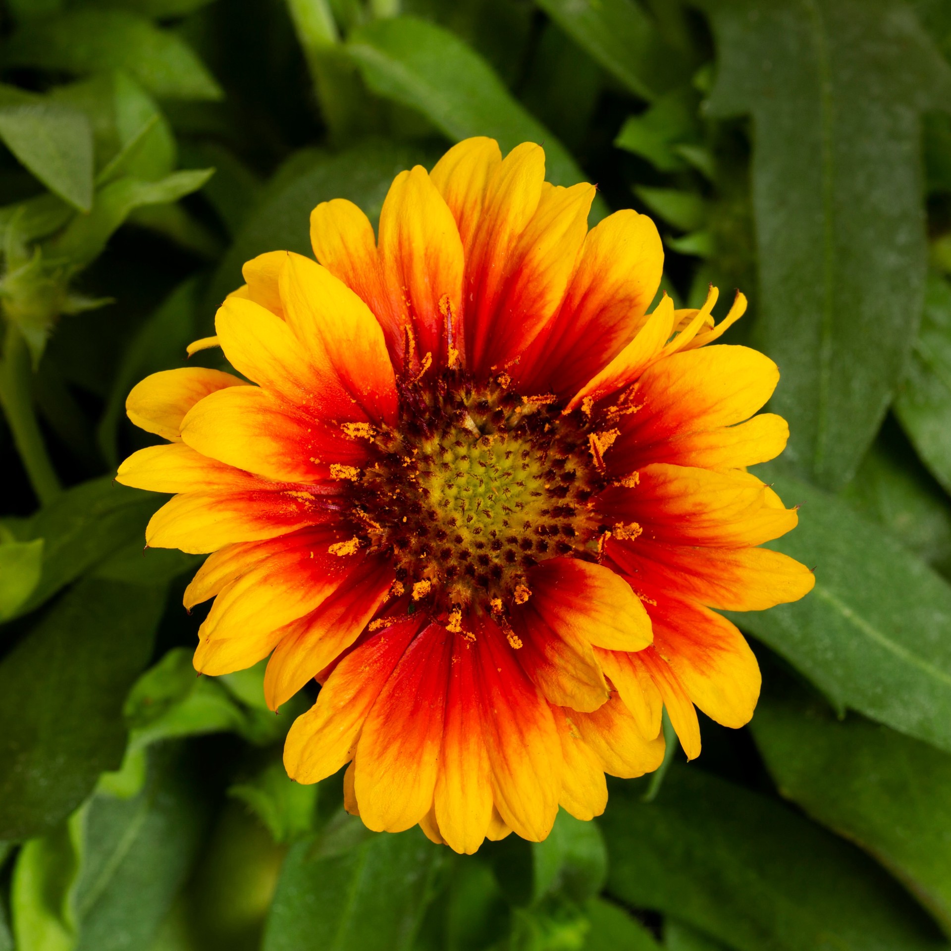 slide 2 of 4, Lowe's Multicolor Blanket Flower Plant in 1.5 -Gallon Pot 1.0 -Pack, 1 ct